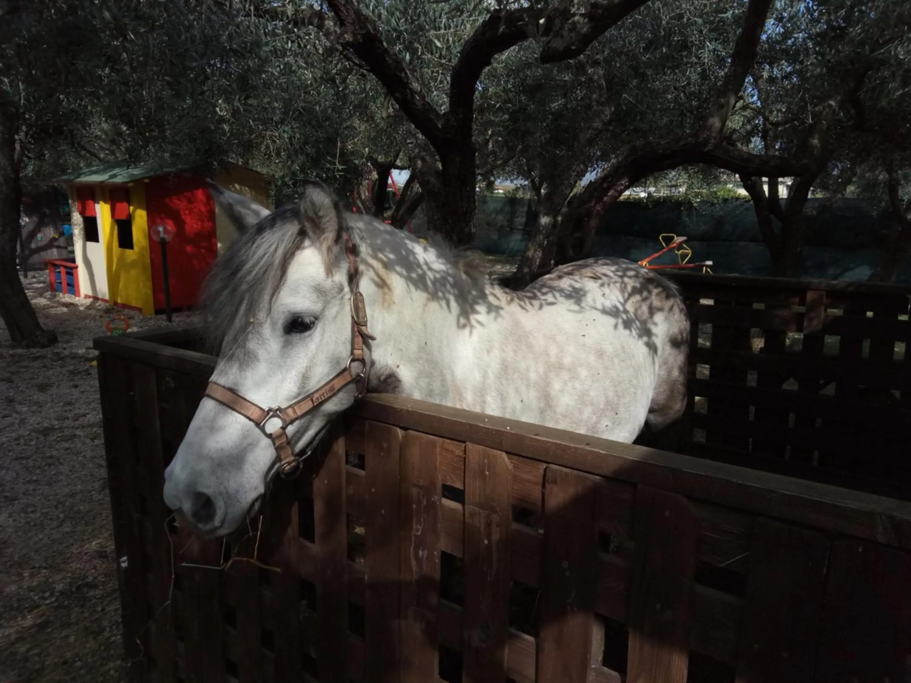 Pets in casadolcecasalatina