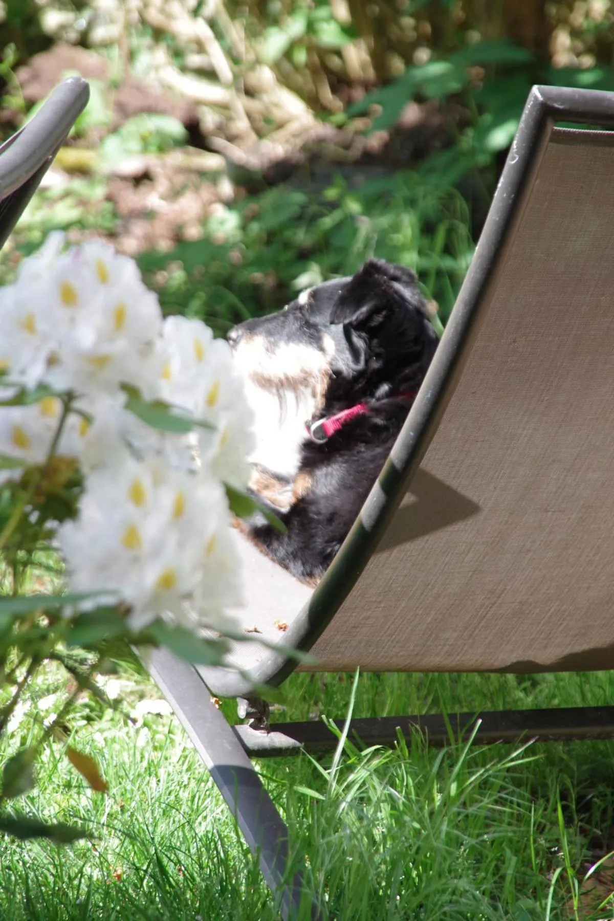 Animals in Chambres d'hôtes Au presbytère