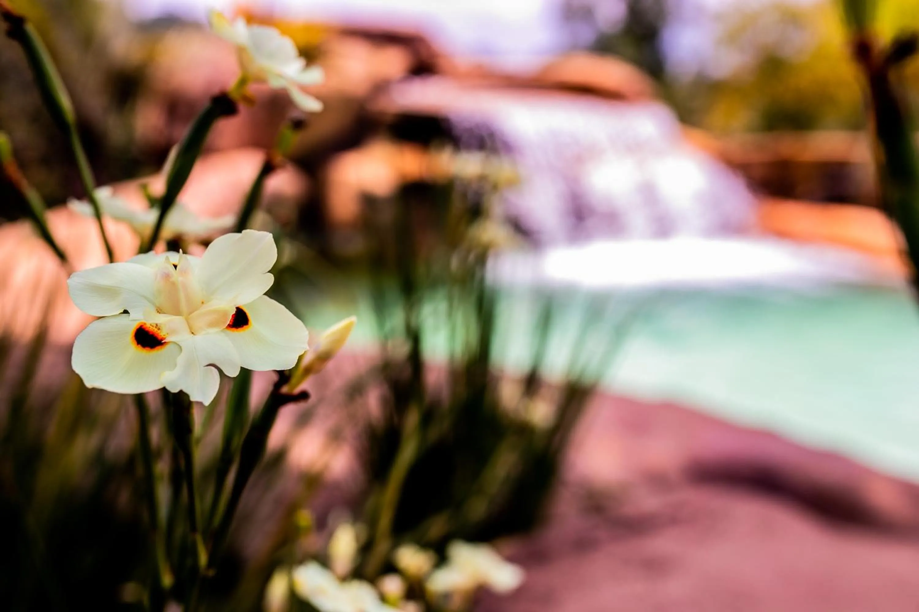 Garden in Hotel Fazenda Horizonte Belo