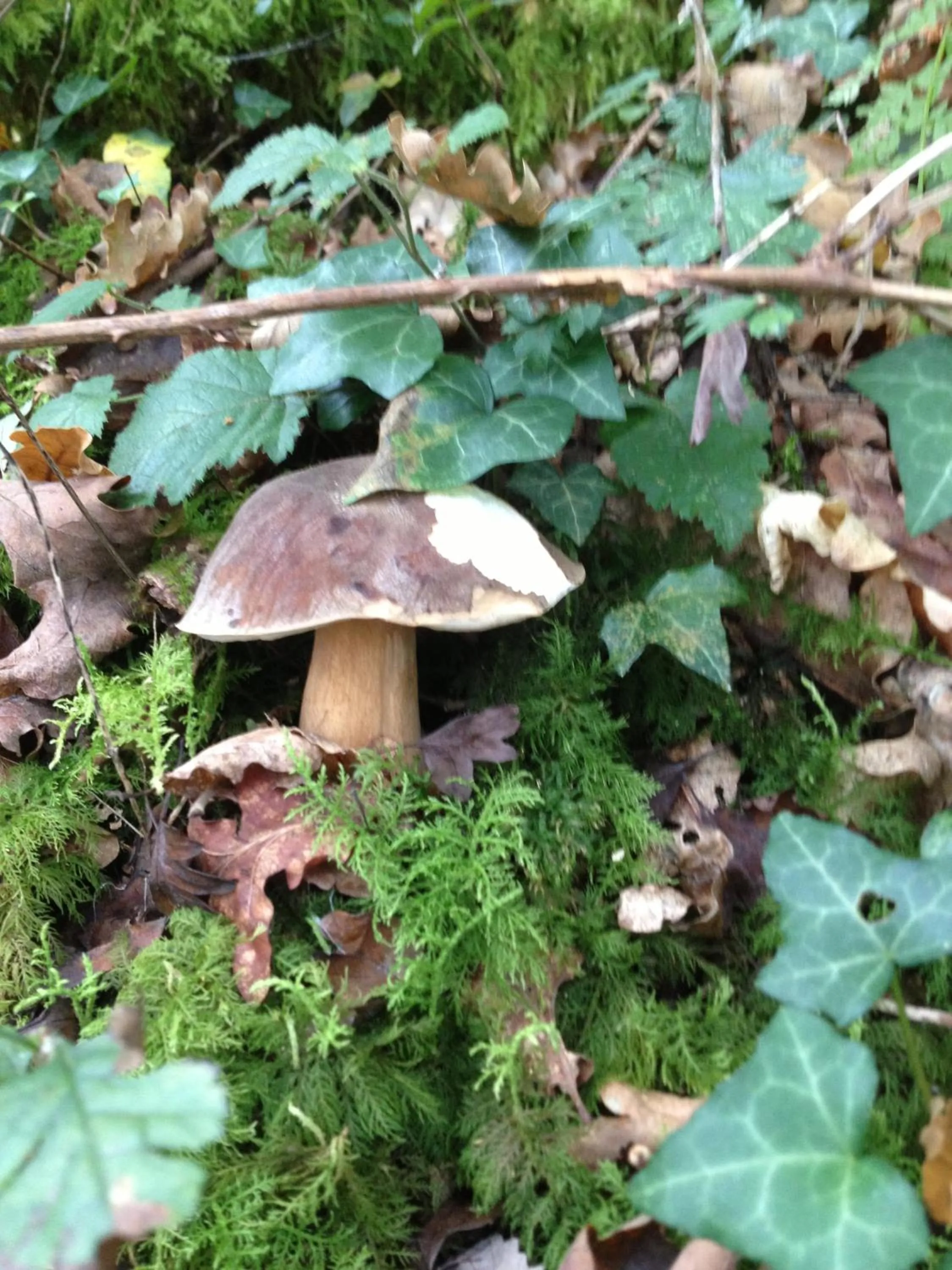 Activities in Hotel Restaurant Bonnet