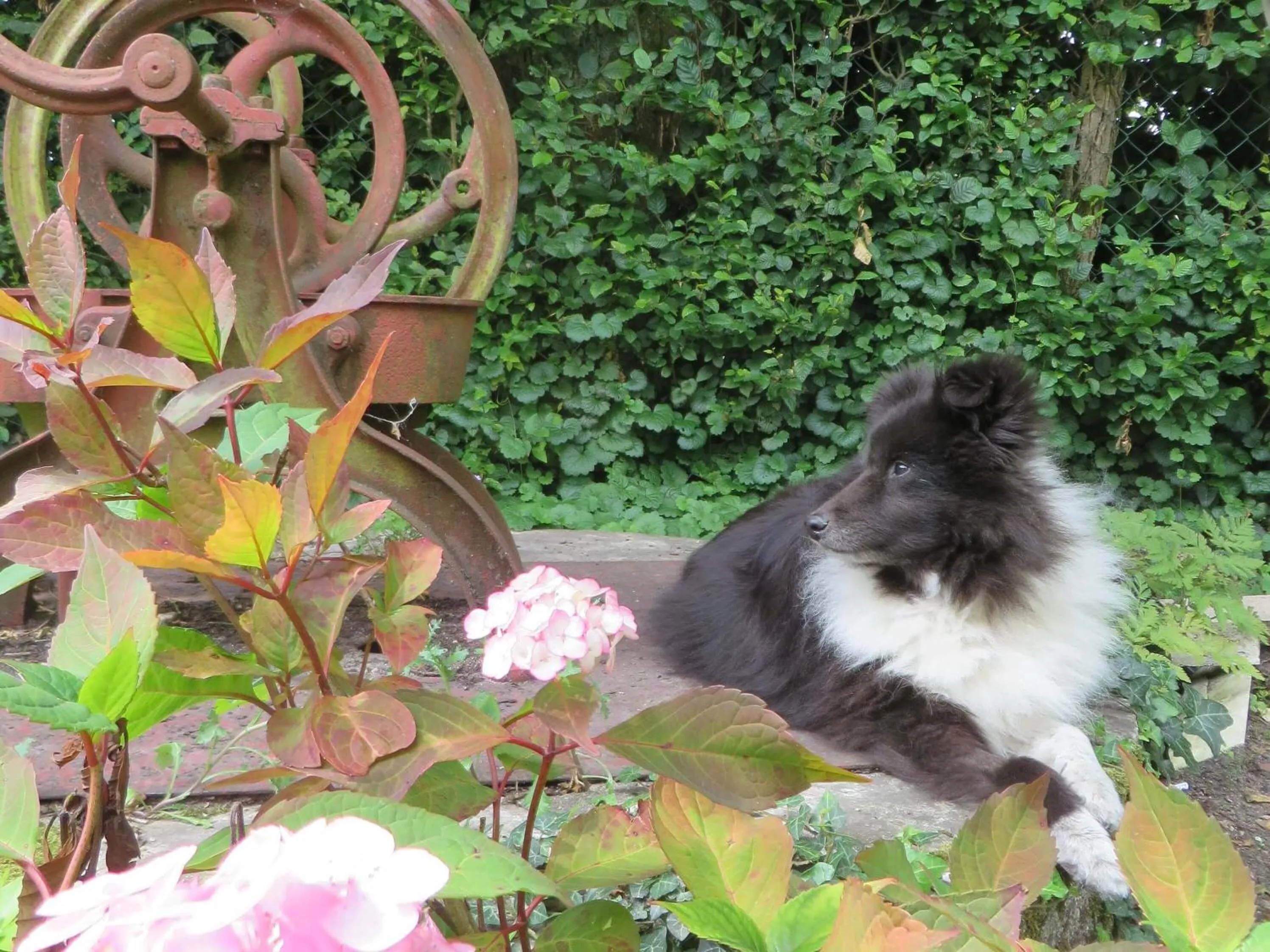 pet friendly in Chambres d'Hôtes L’Échappée Belle