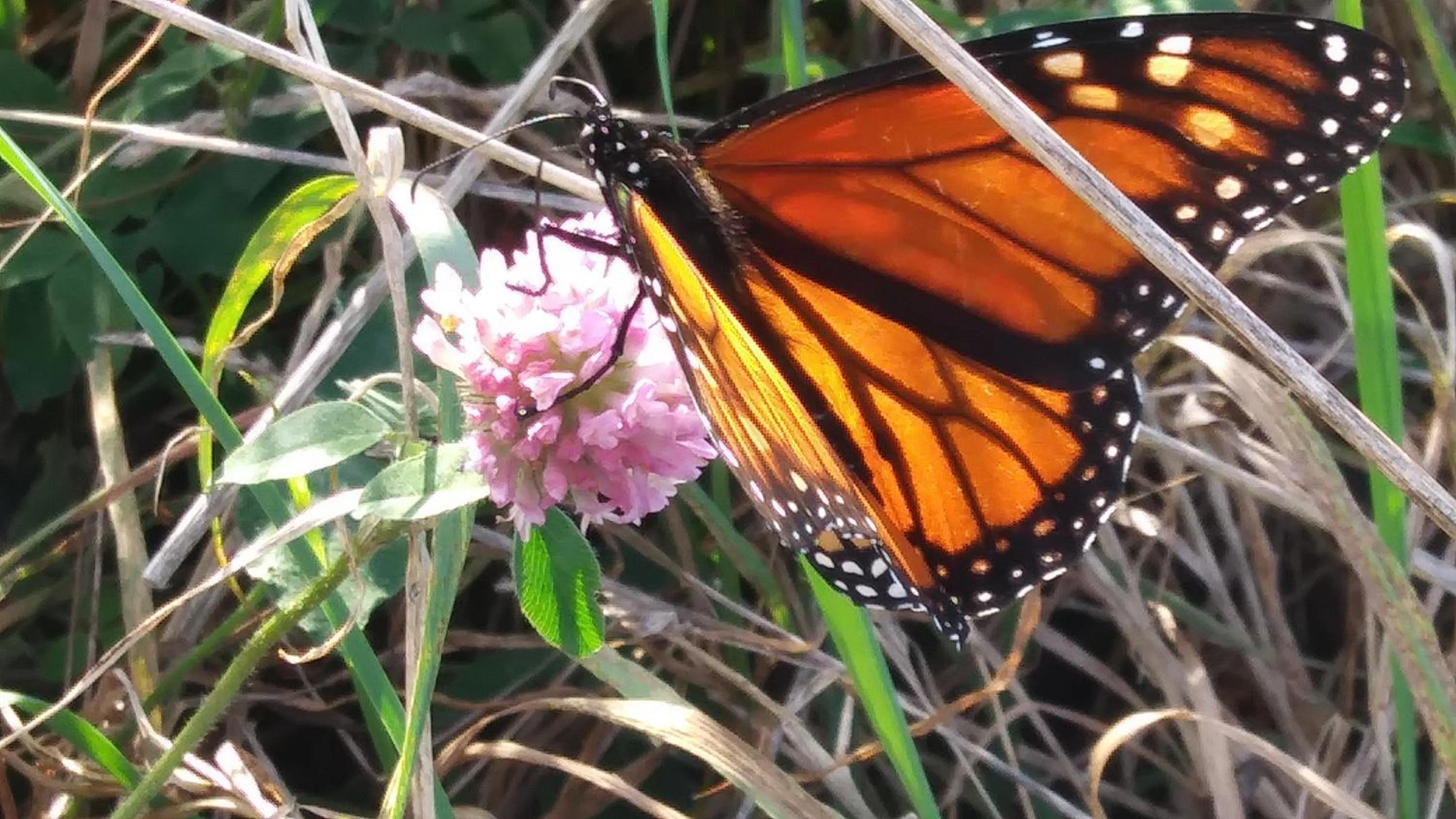 Animals, Other Animals in Baymont by Wyndham Charlotte-Airport Coliseum