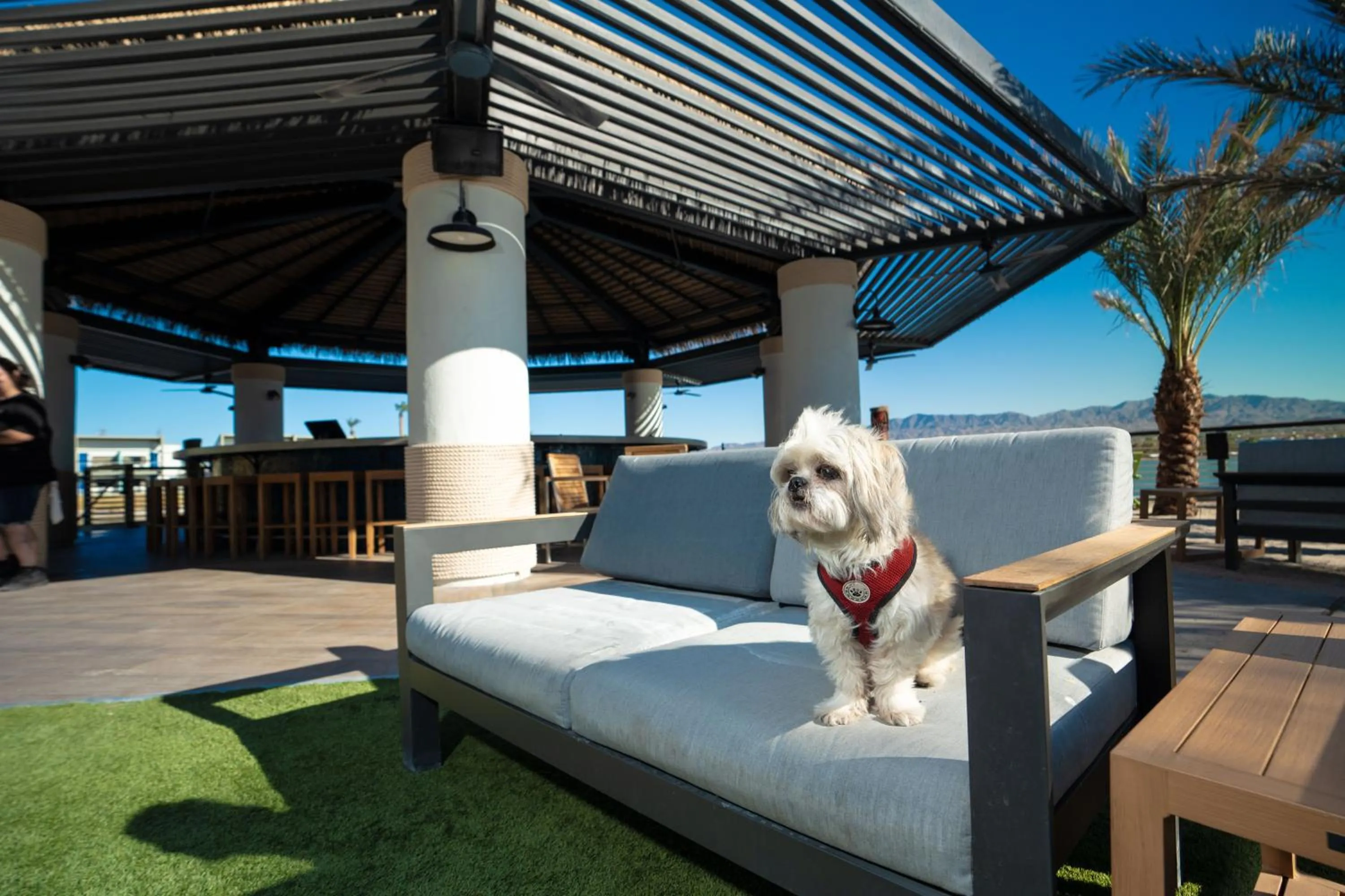 pet friendly in The Nautical Beachfront Resort