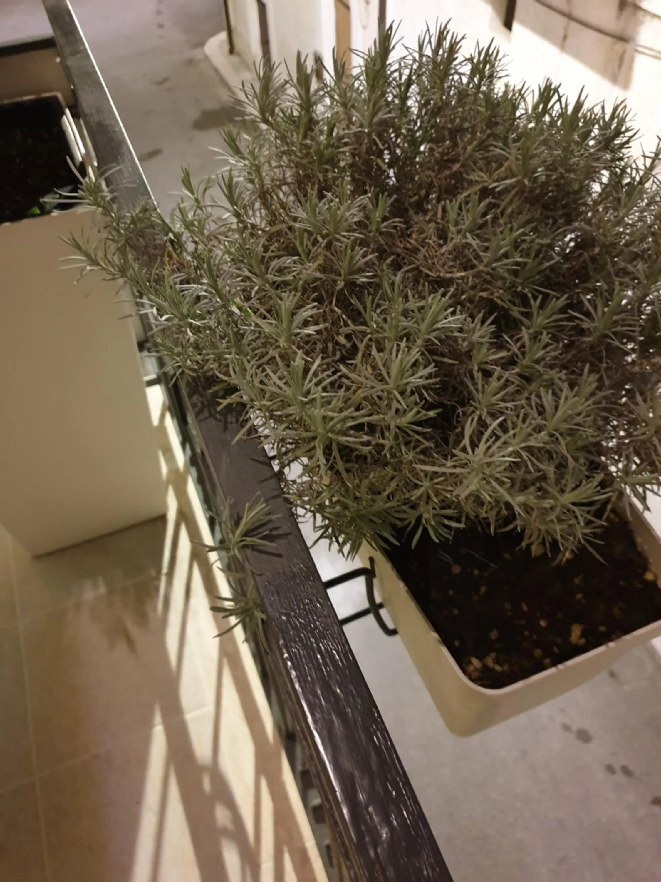 Balcony/Terrace in B&B Novecento Italiano