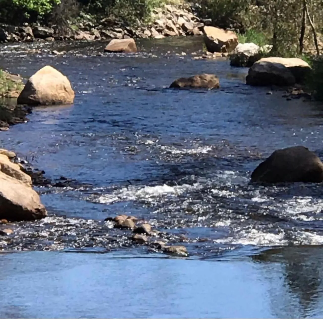 River view in King River Cottage