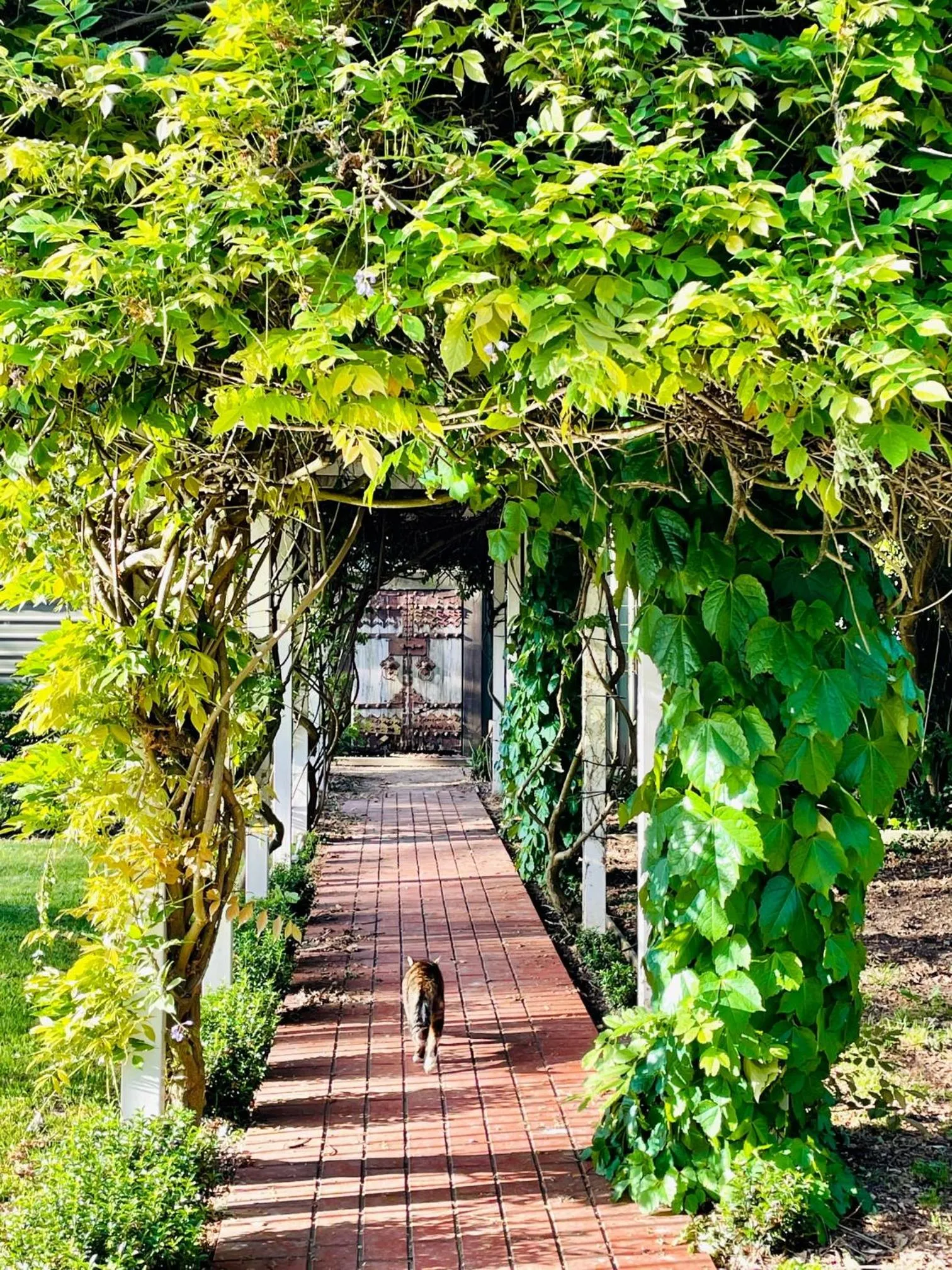 Garden in King River Cottage