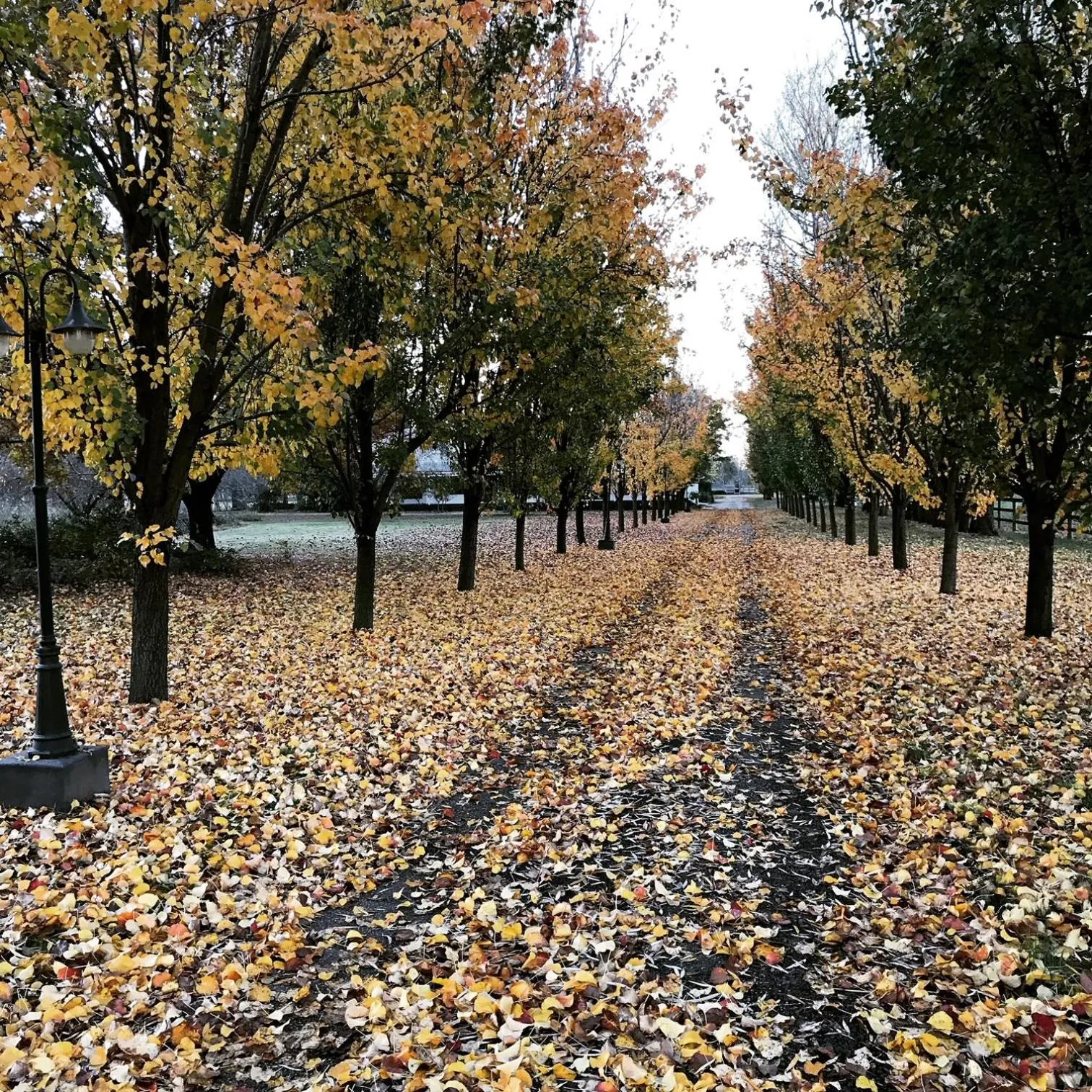 Garden view in King River Cottage