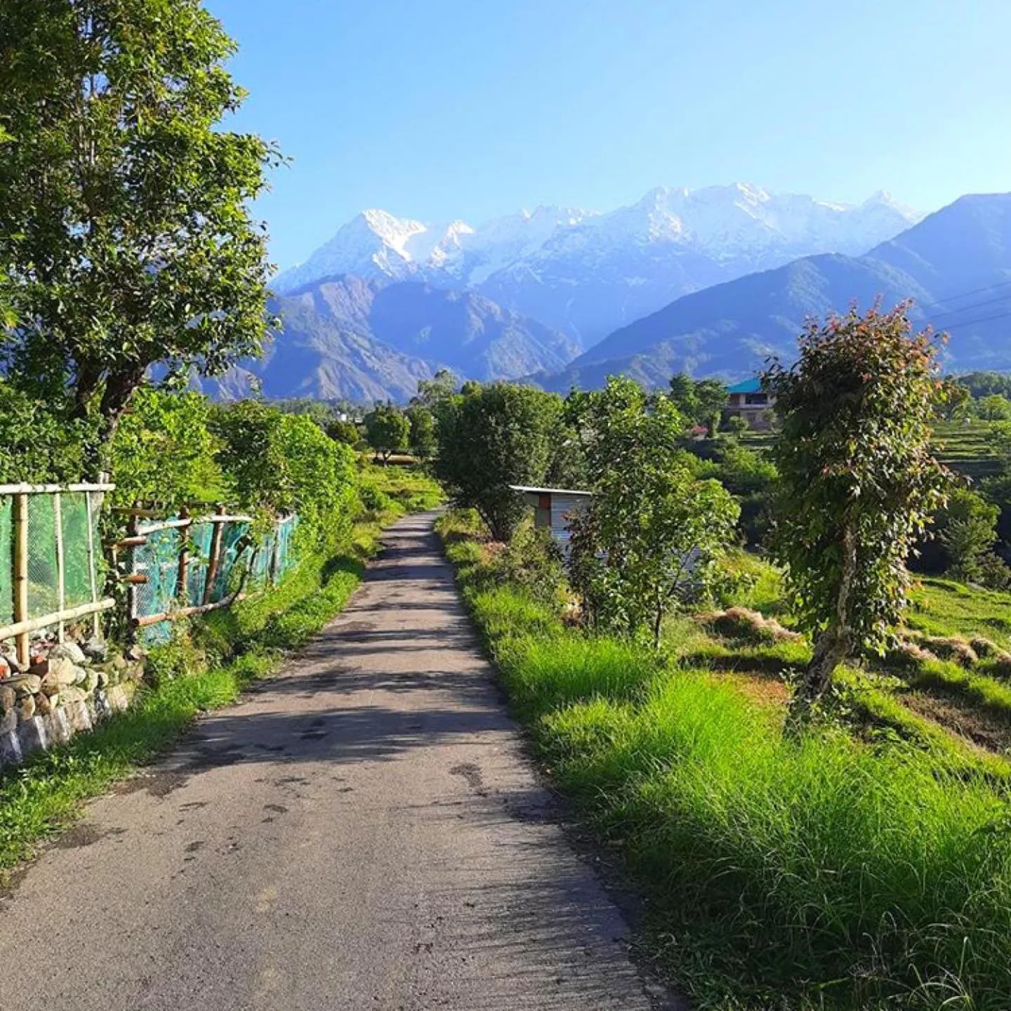 View (from property/room) in Seclude Palampur