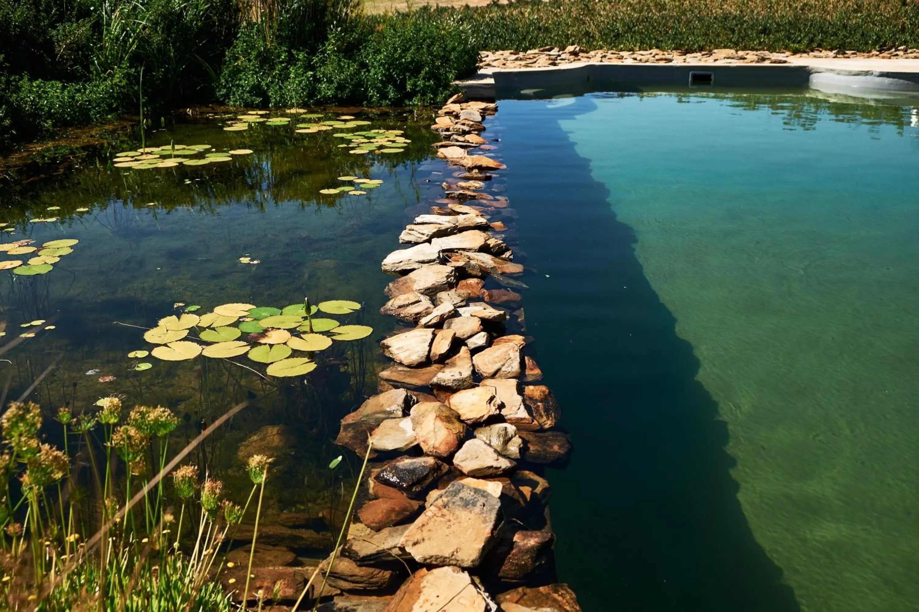 Swimming pool in Rijk's Wine Estate & Hotel