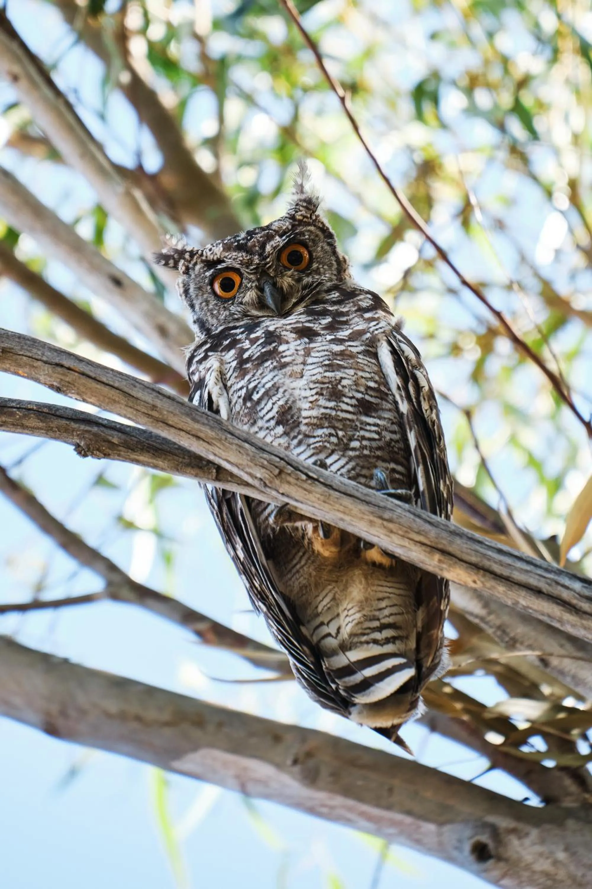 Animals in Rijk's Wine Estate & Hotel