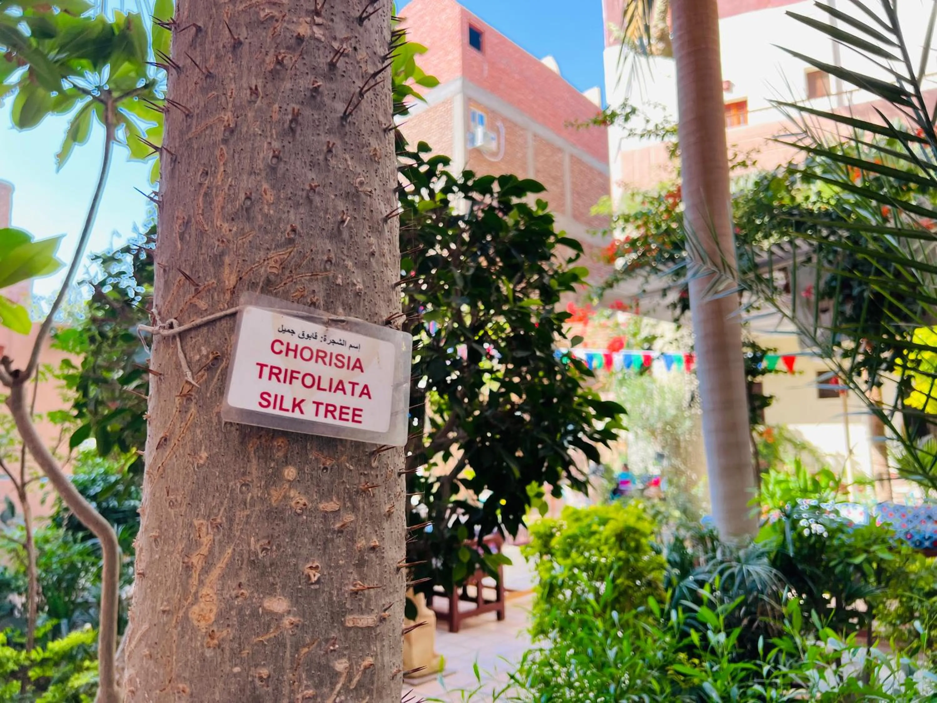 Garden in Amon Hotel