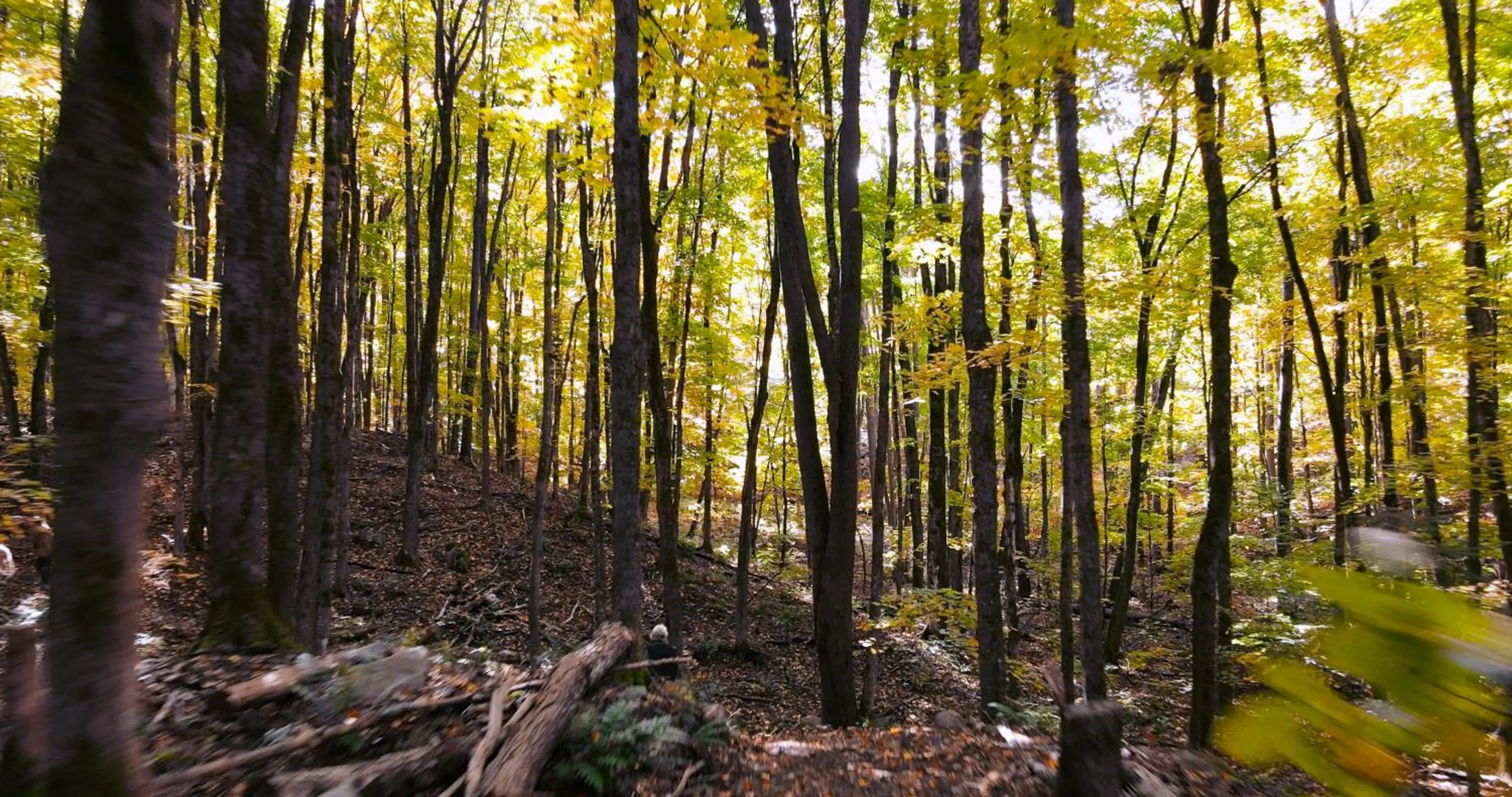 Natural landscape in Bonnie View Inn