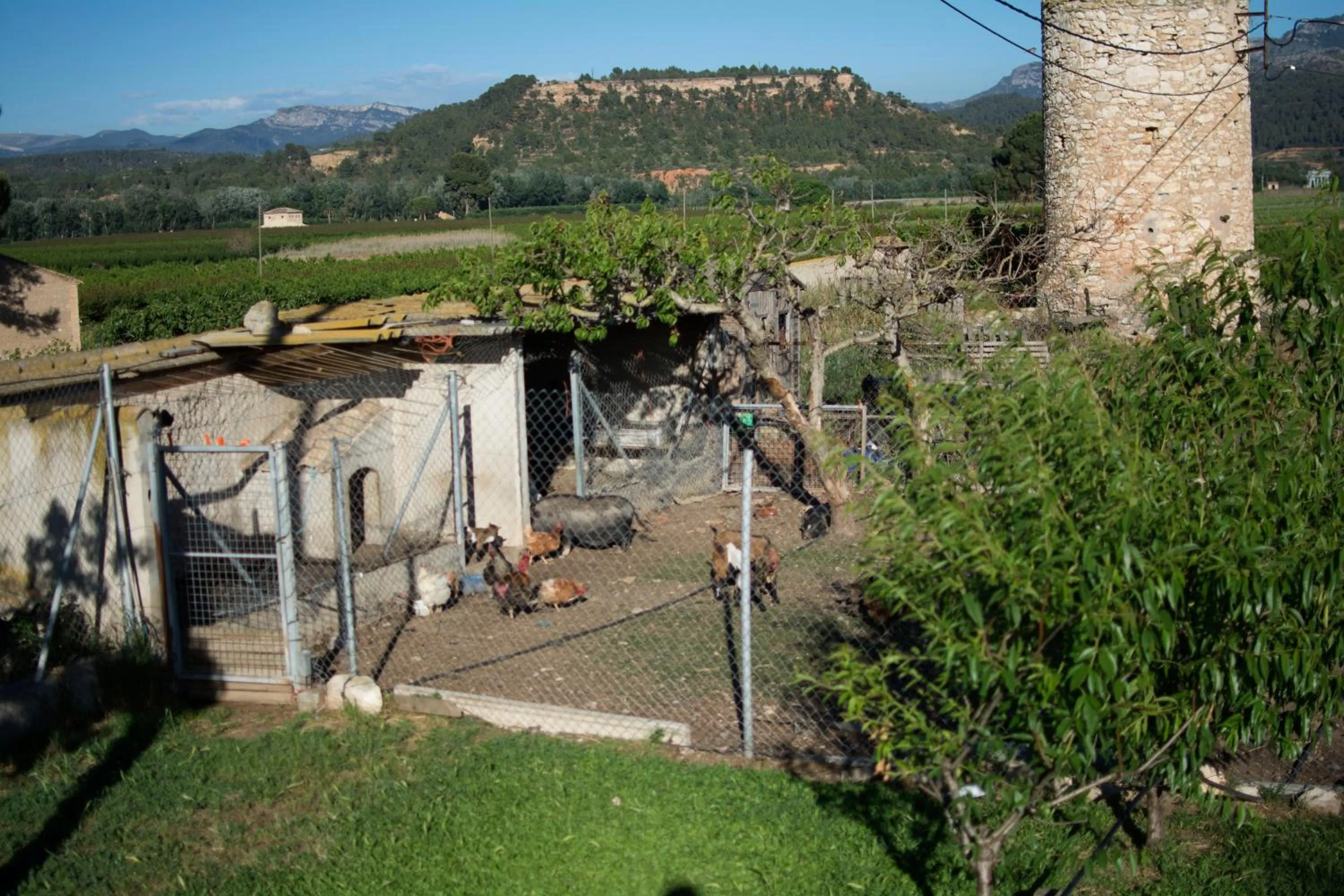 Animals in Mas Taniet Hotel Rural