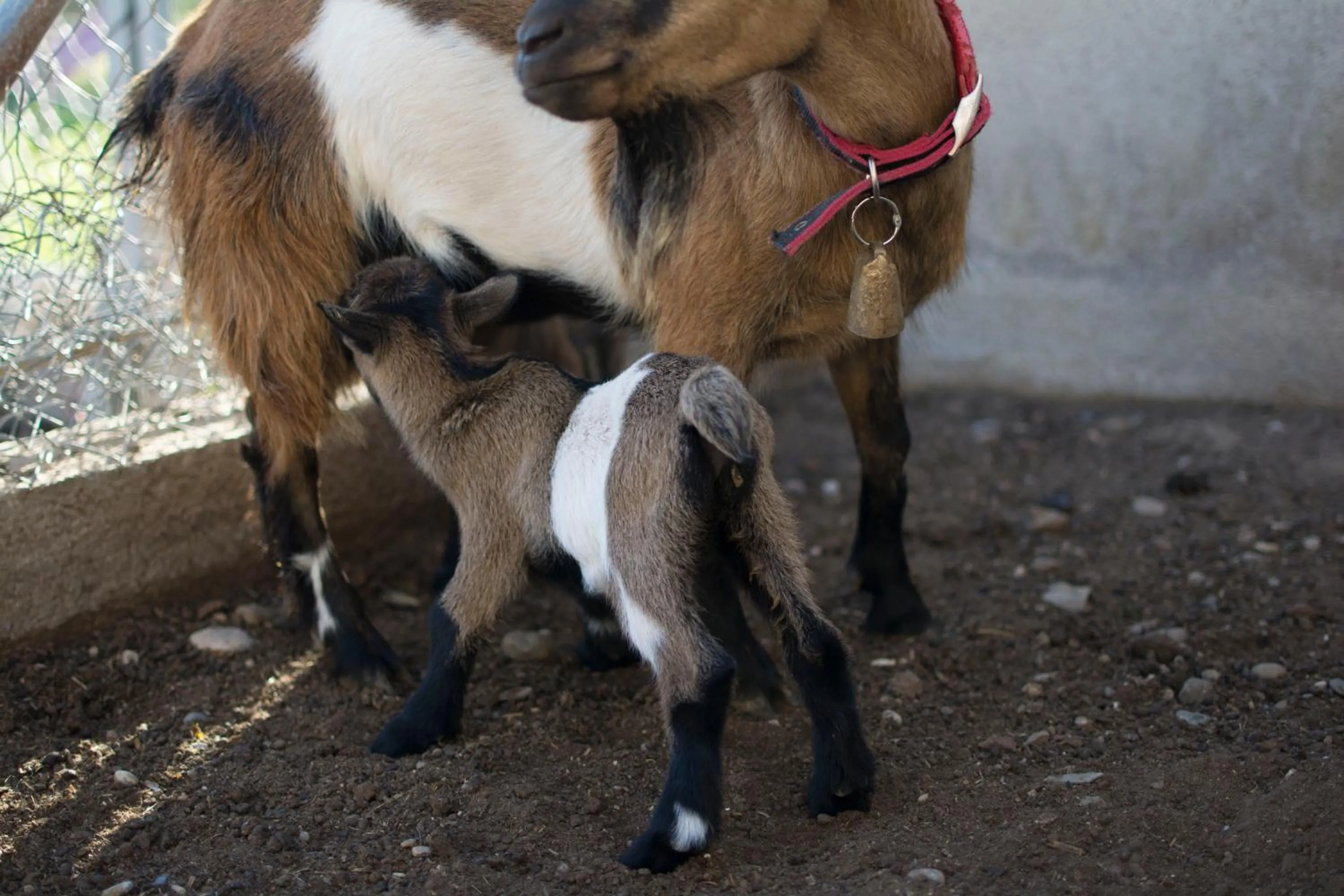 Animals in Mas Taniet Hotel Rural