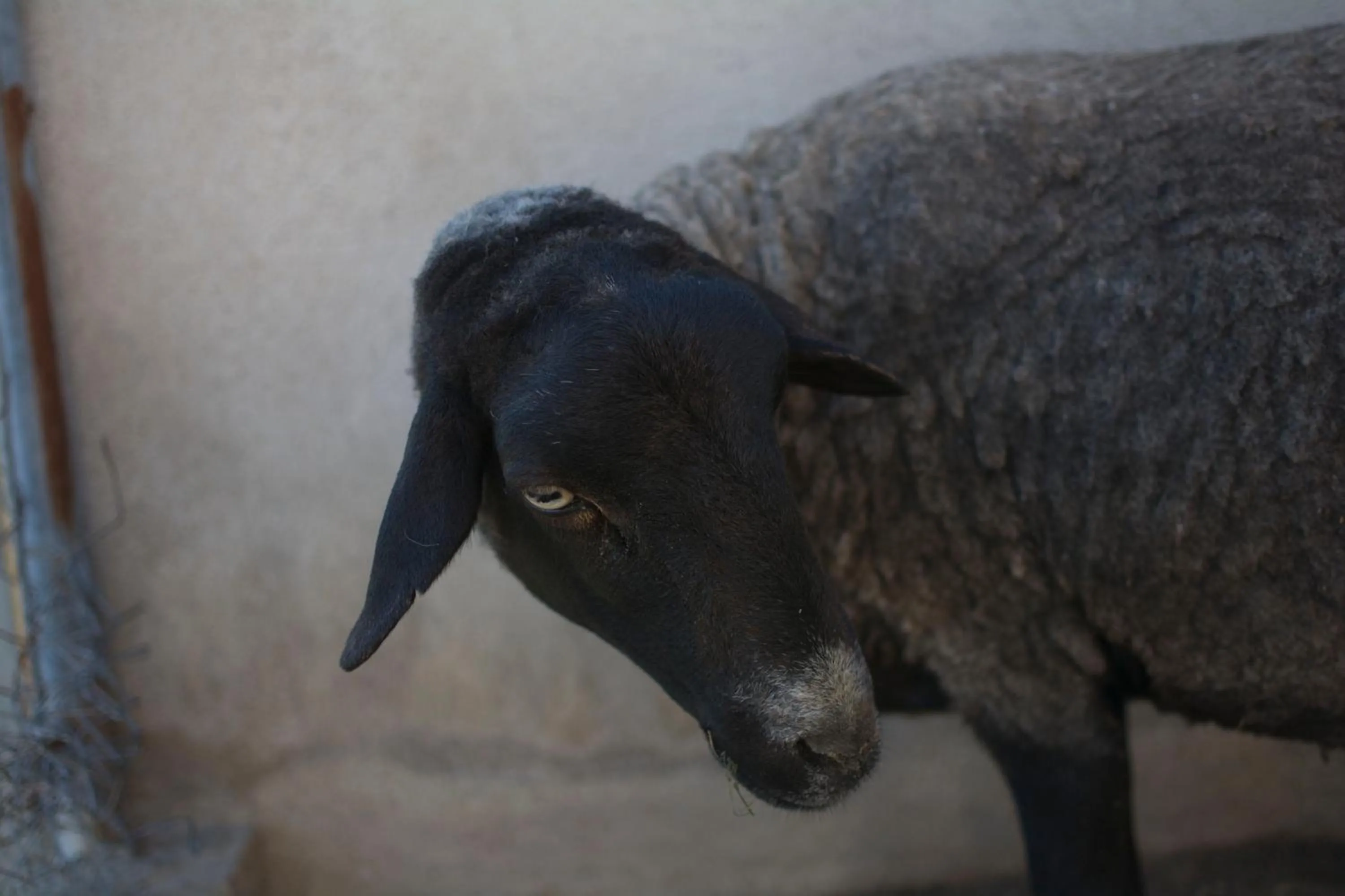 Animals in Mas Taniet Hotel Rural