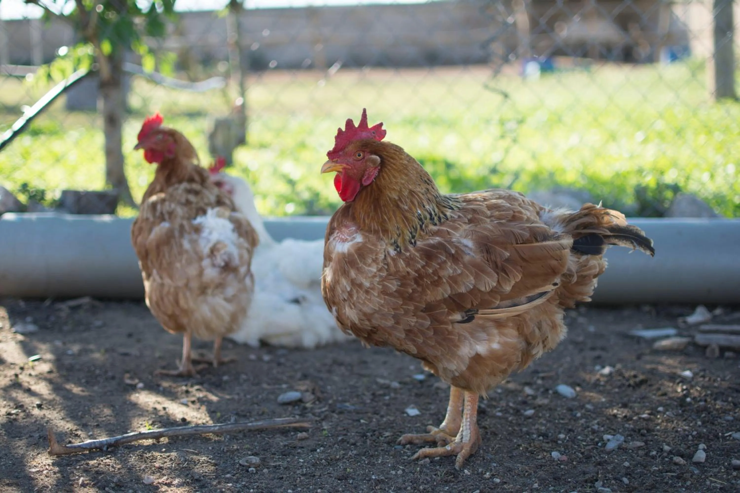 Animals in Mas Taniet Hotel Rural