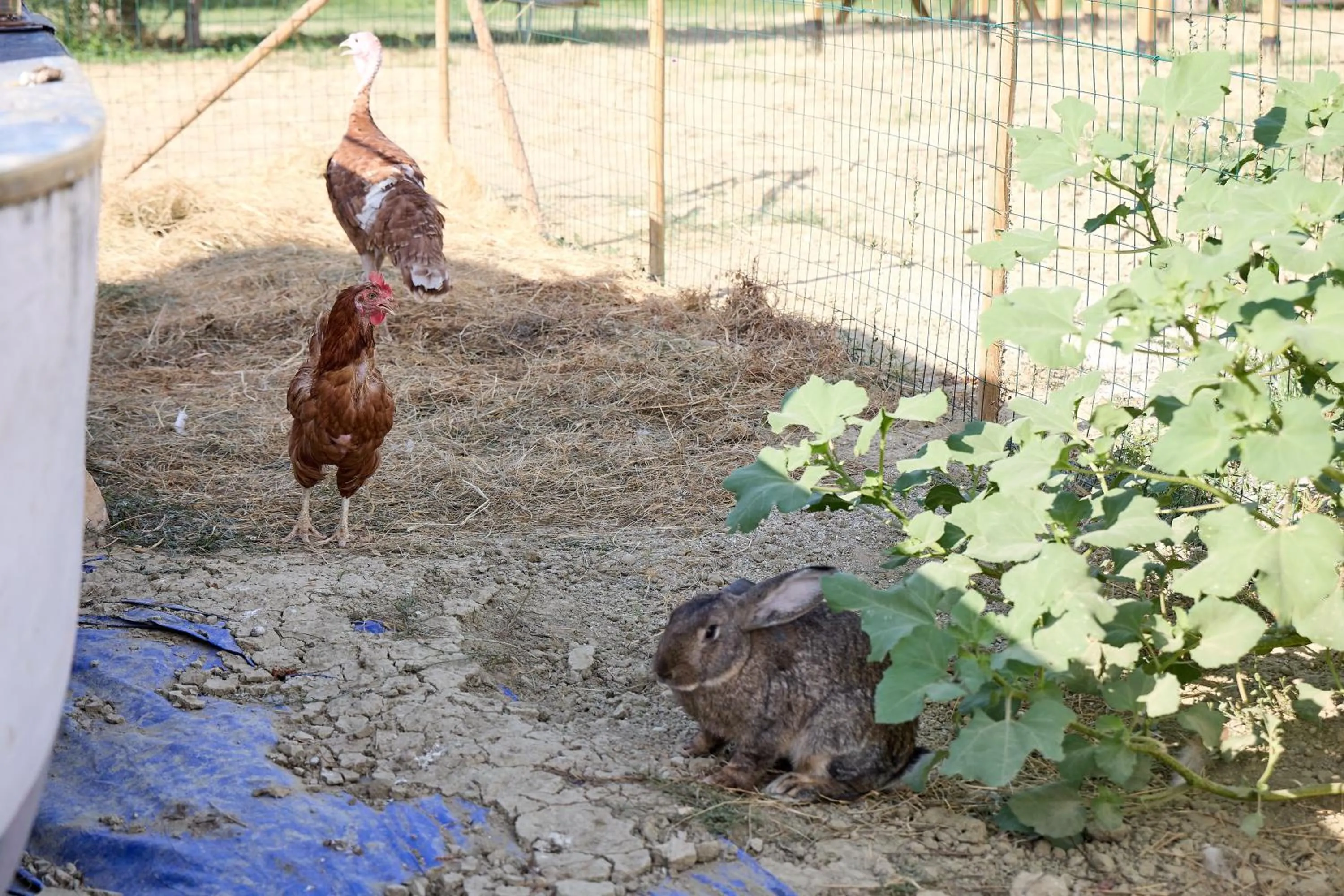 Animals in Hotel Villa Elena