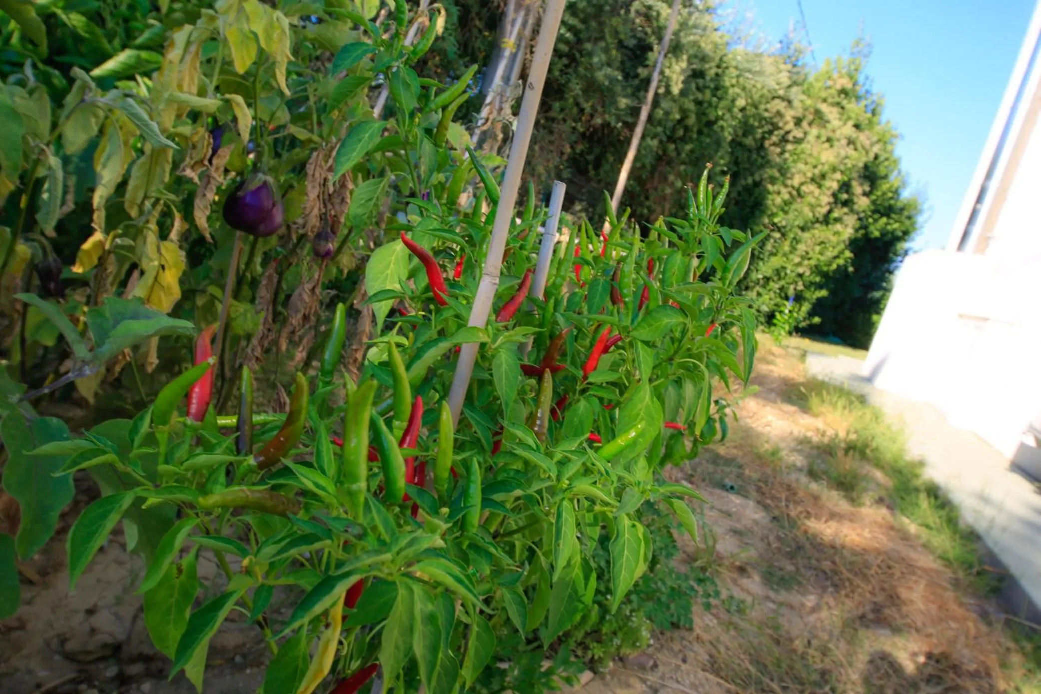 Garden in B&B Dimora ROSSIPINTI
