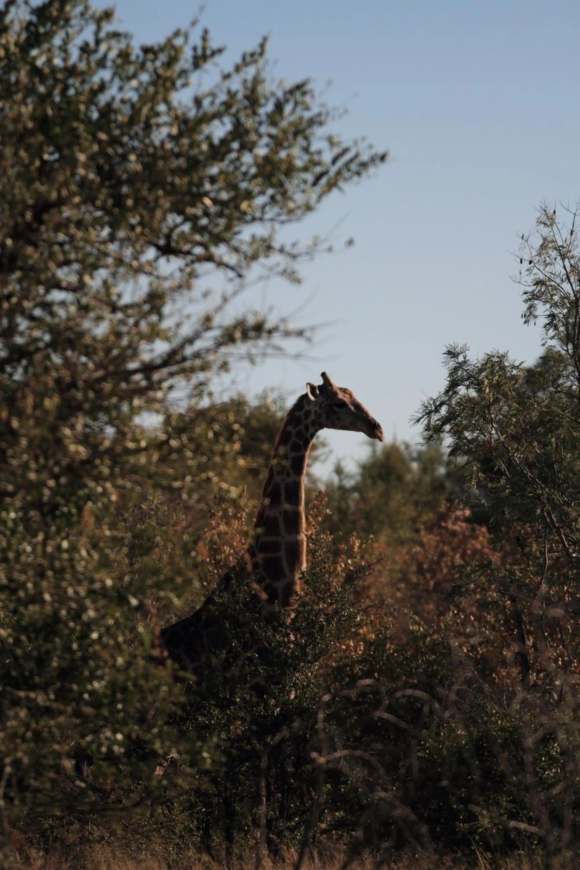 Animals in Tantebane Game Ranch