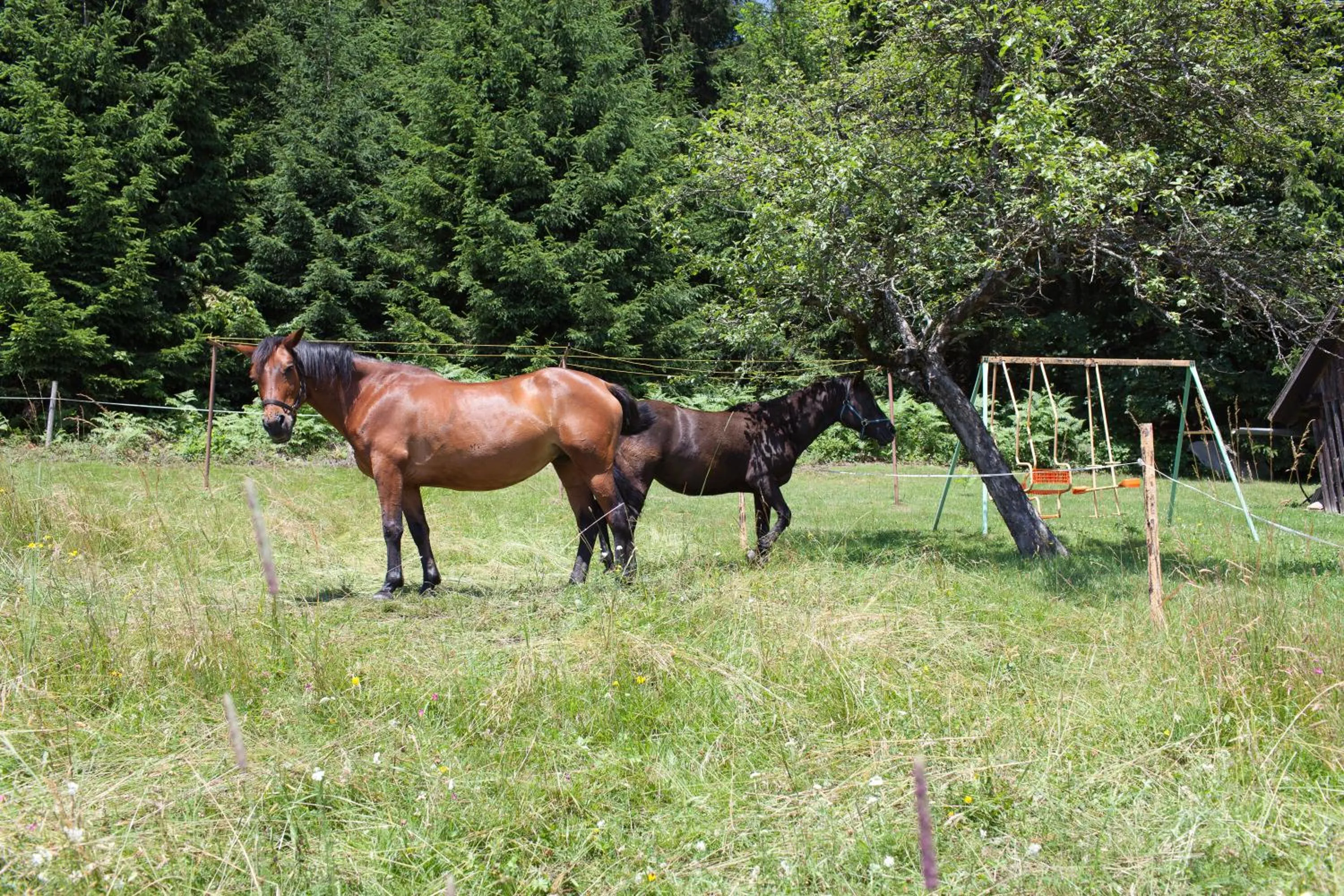 Horse-riding in Pleschinhof