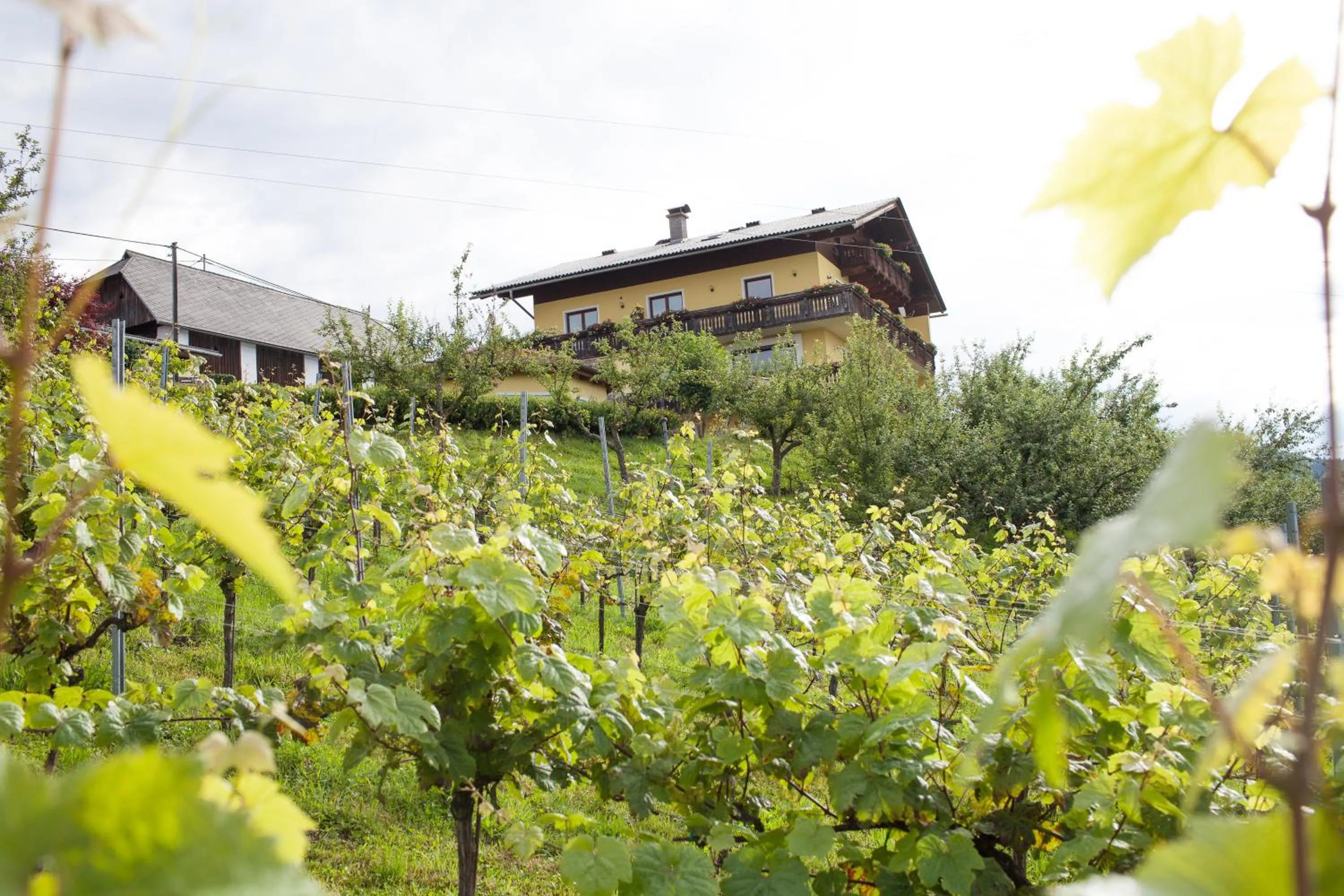Property building in Pleschinhof
