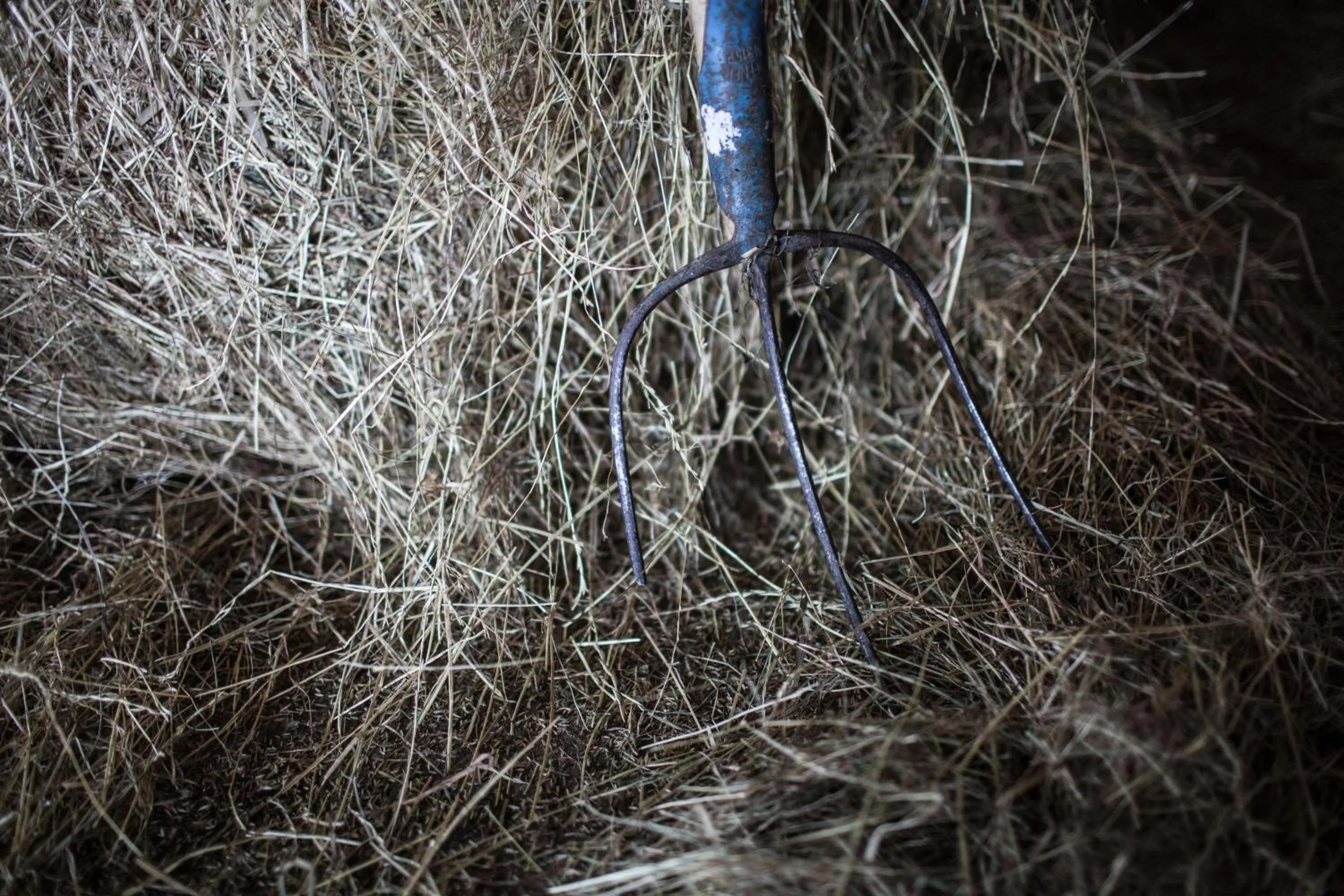 Other in Pleschinhof