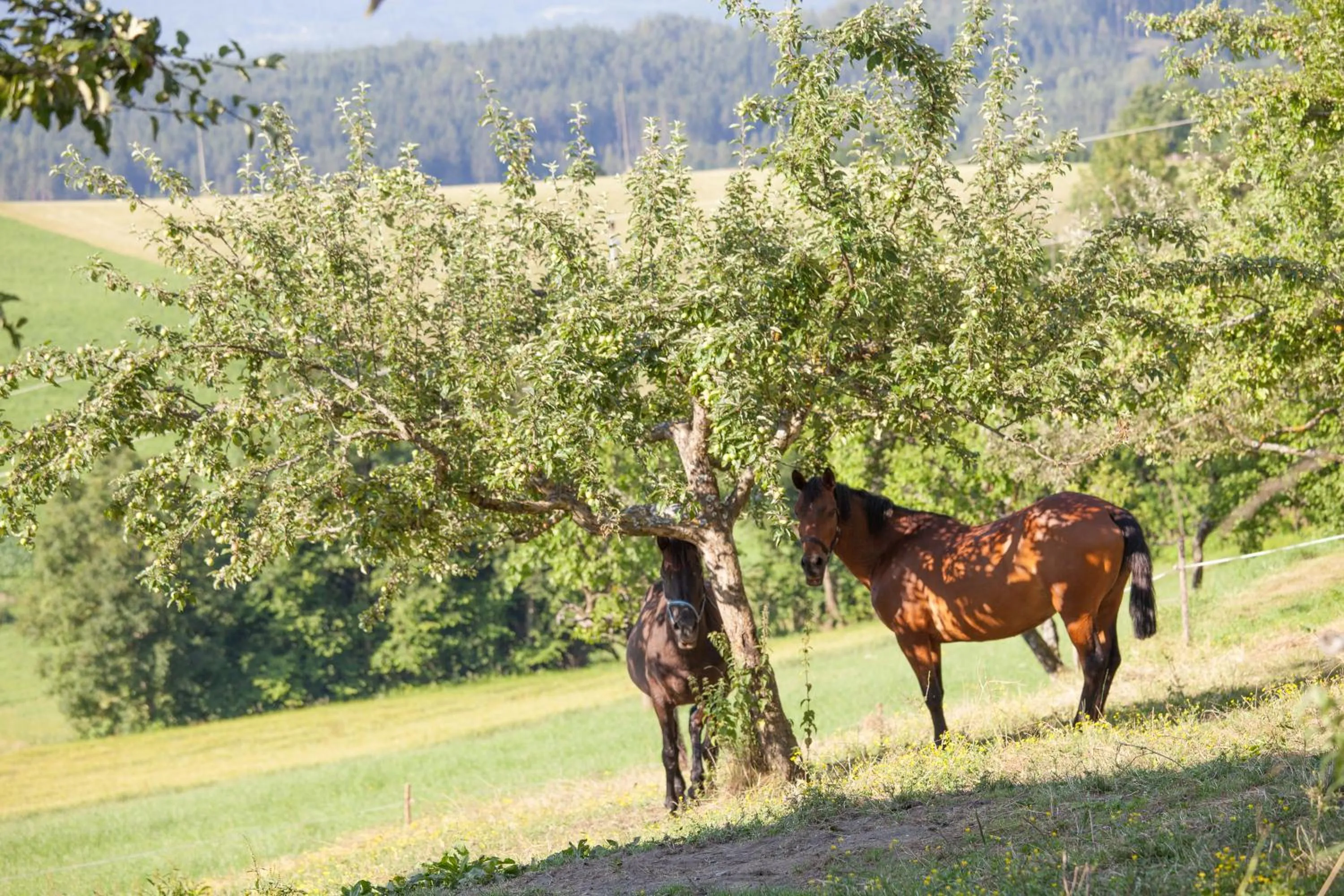 Animals in Pleschinhof
