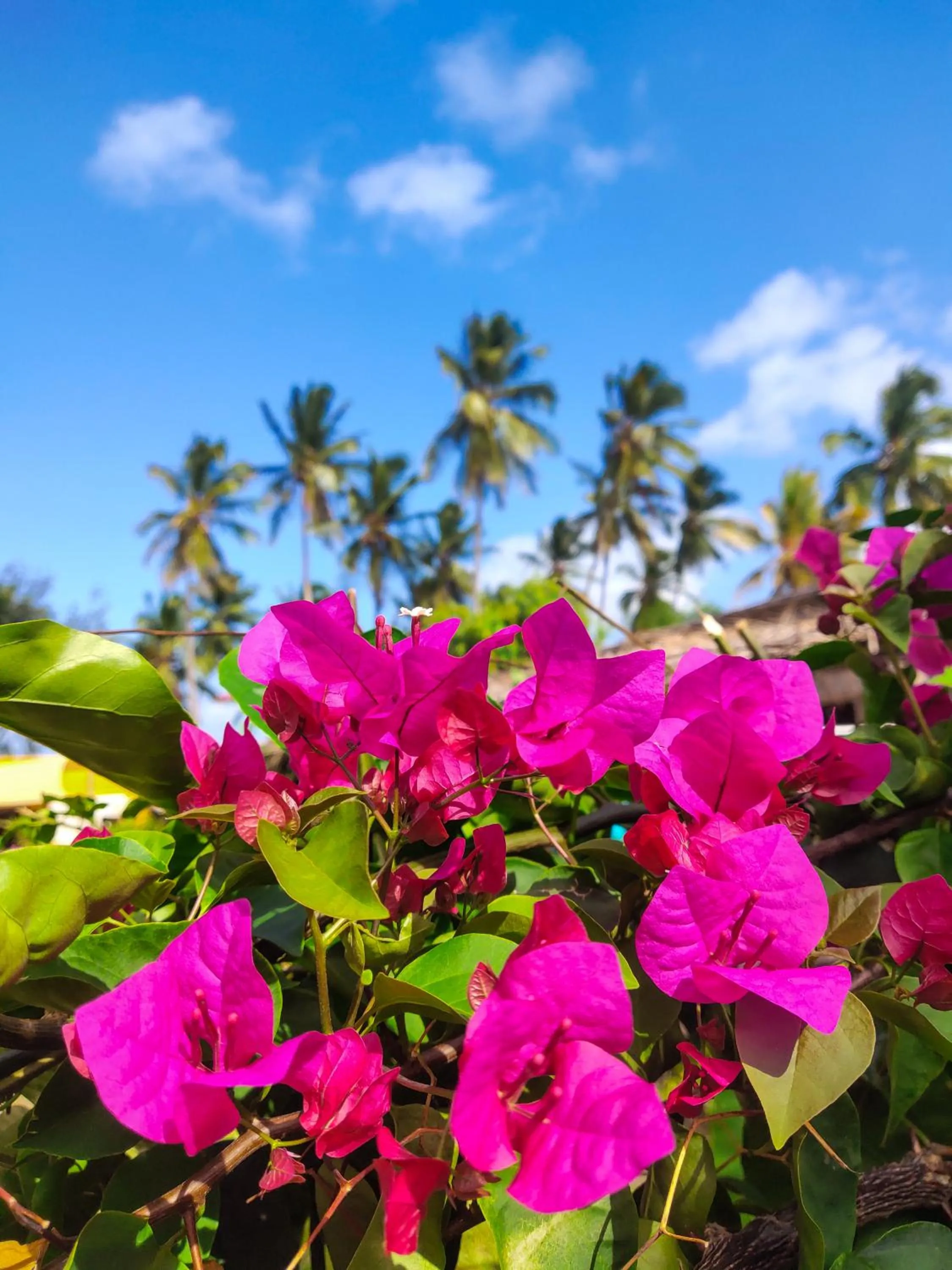 Garden in Zanzibar Bay Resort & Spa