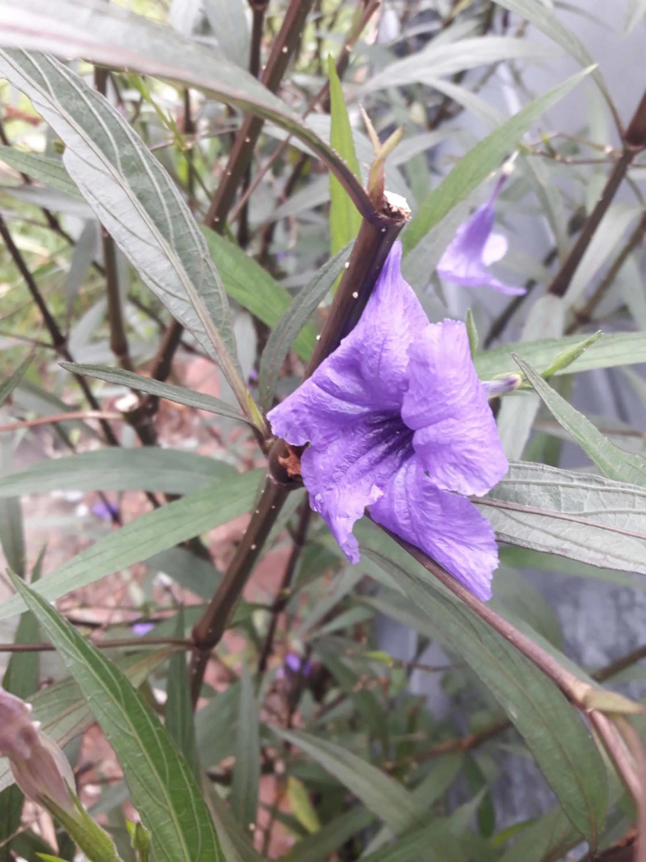 Natural landscape in Tampoi Homestay