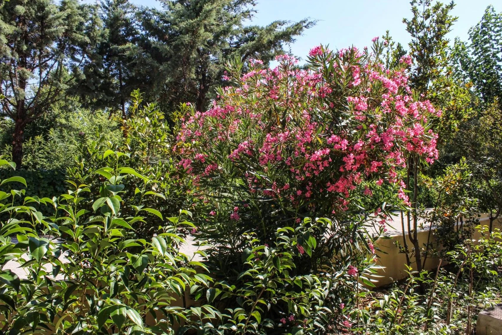 Garden in Nireas Resort Corfu