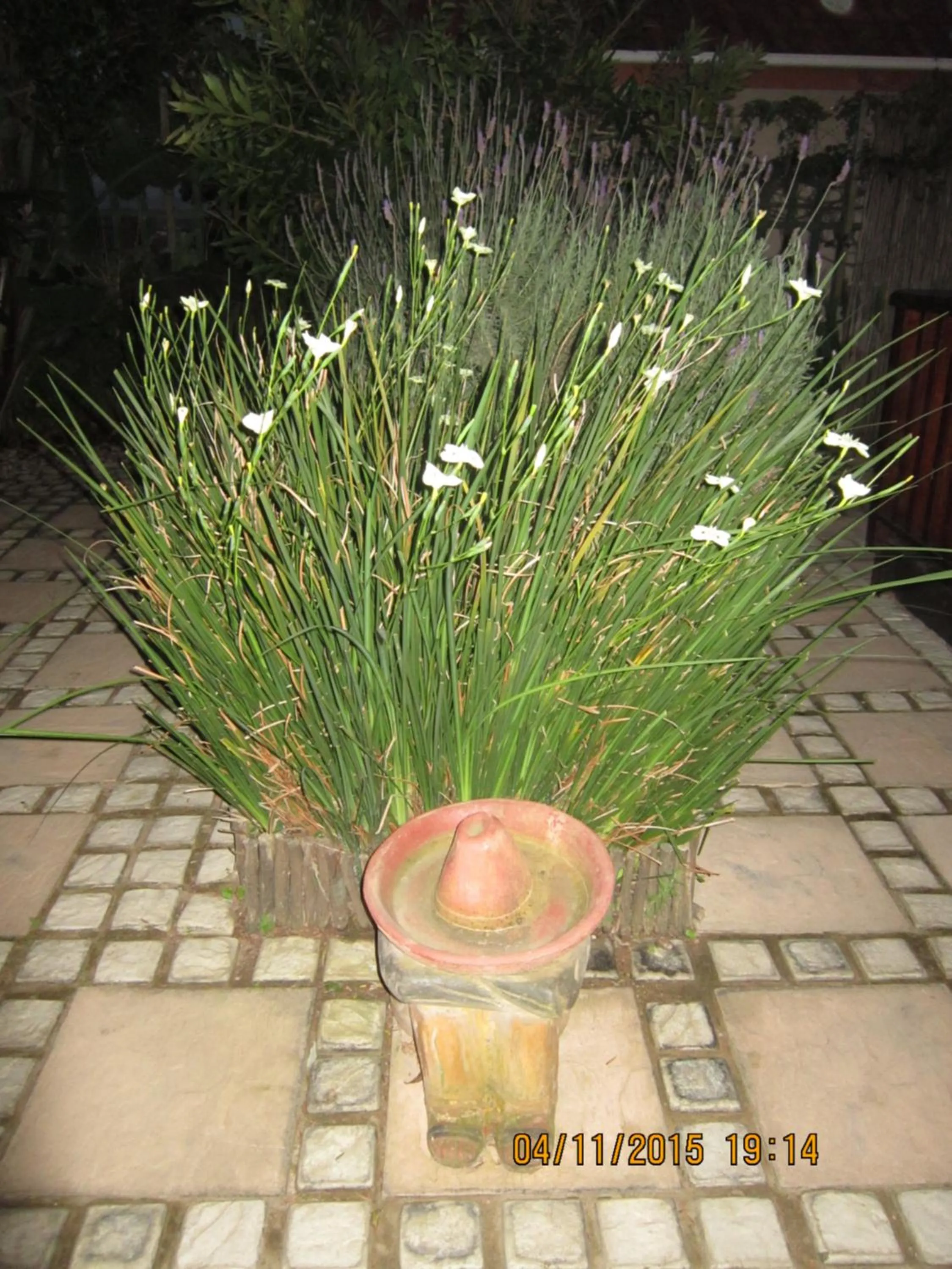 Spring in Twilight Cottage