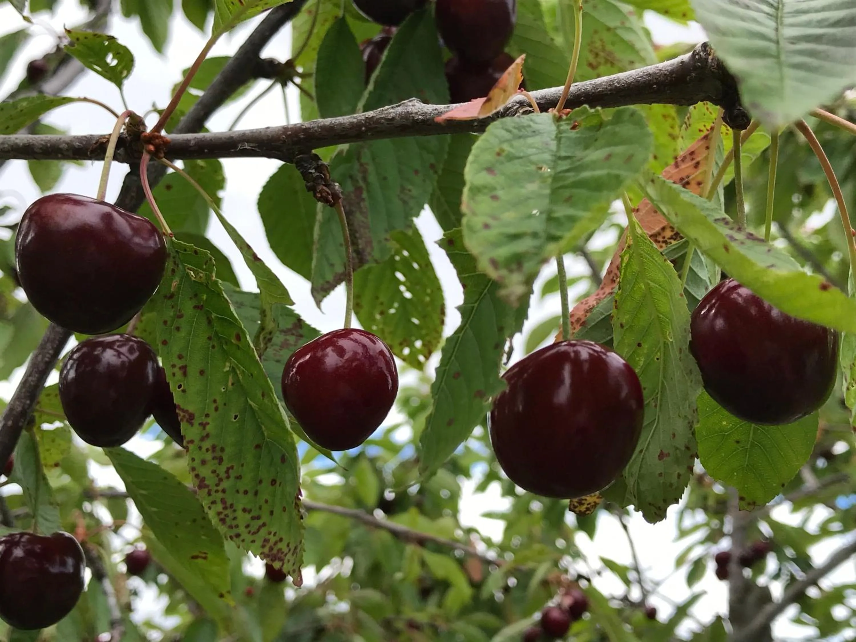 Neighbourhood in Oustau du Ventoux
