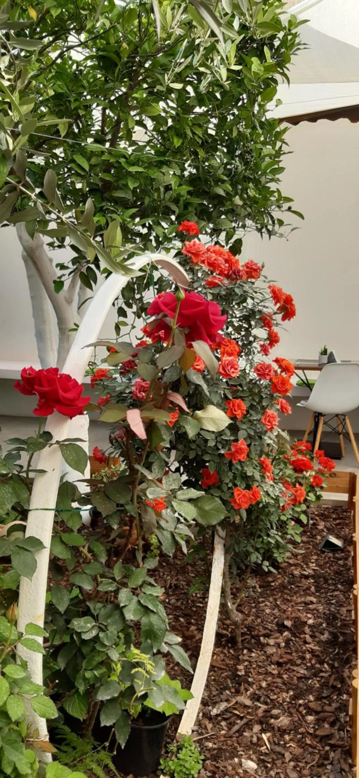 Day in Patio 101 "Exclusive"