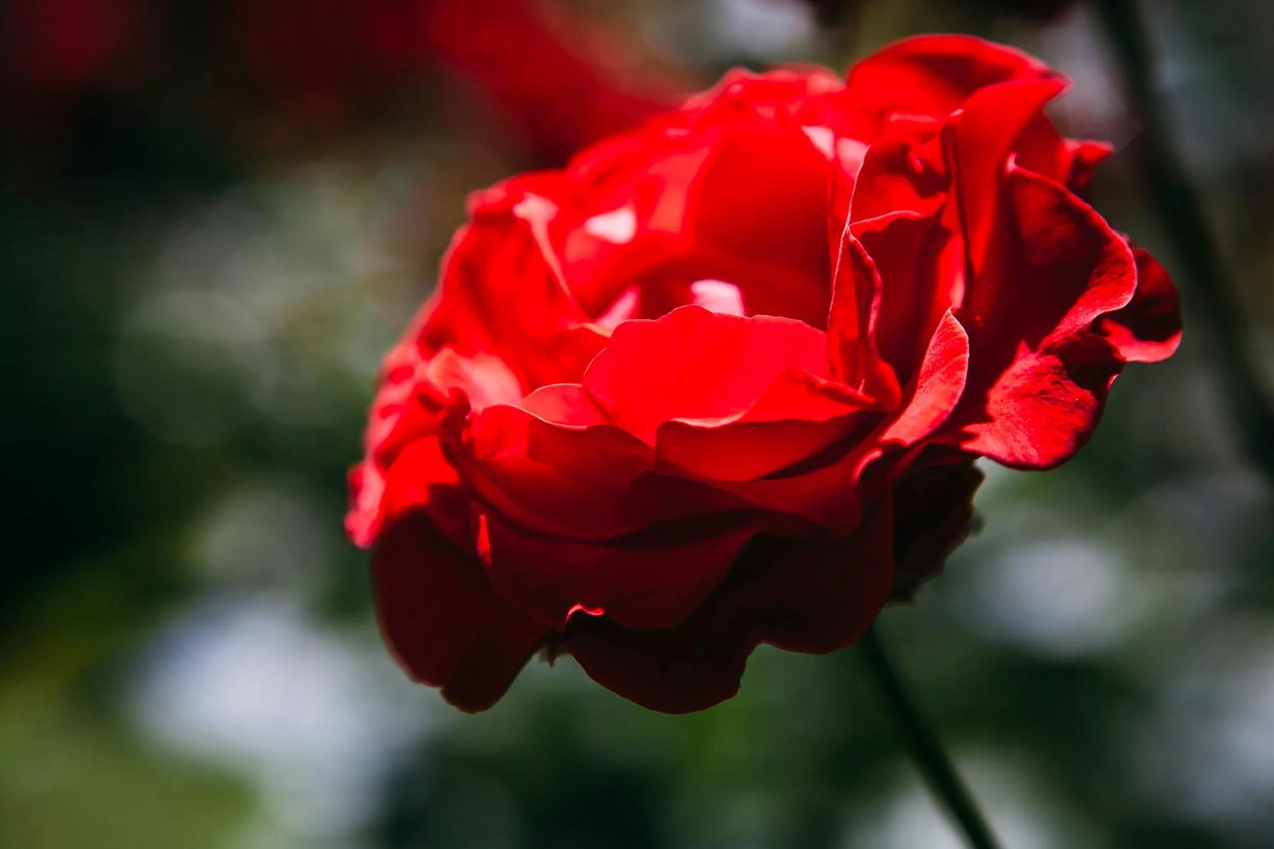 Garden in Xenion Ioannina