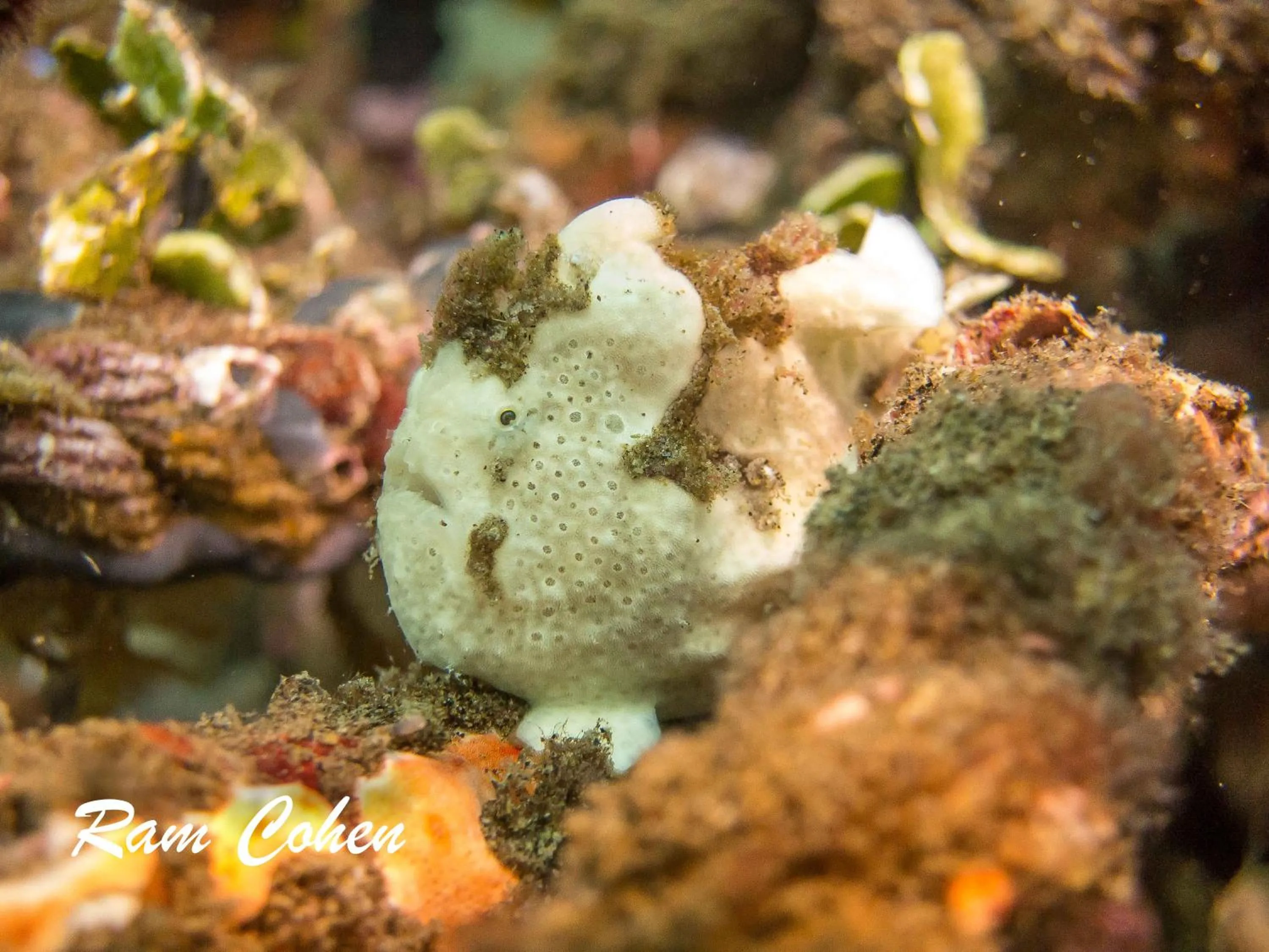 Diving in Lavanya Beach And Dive Resort