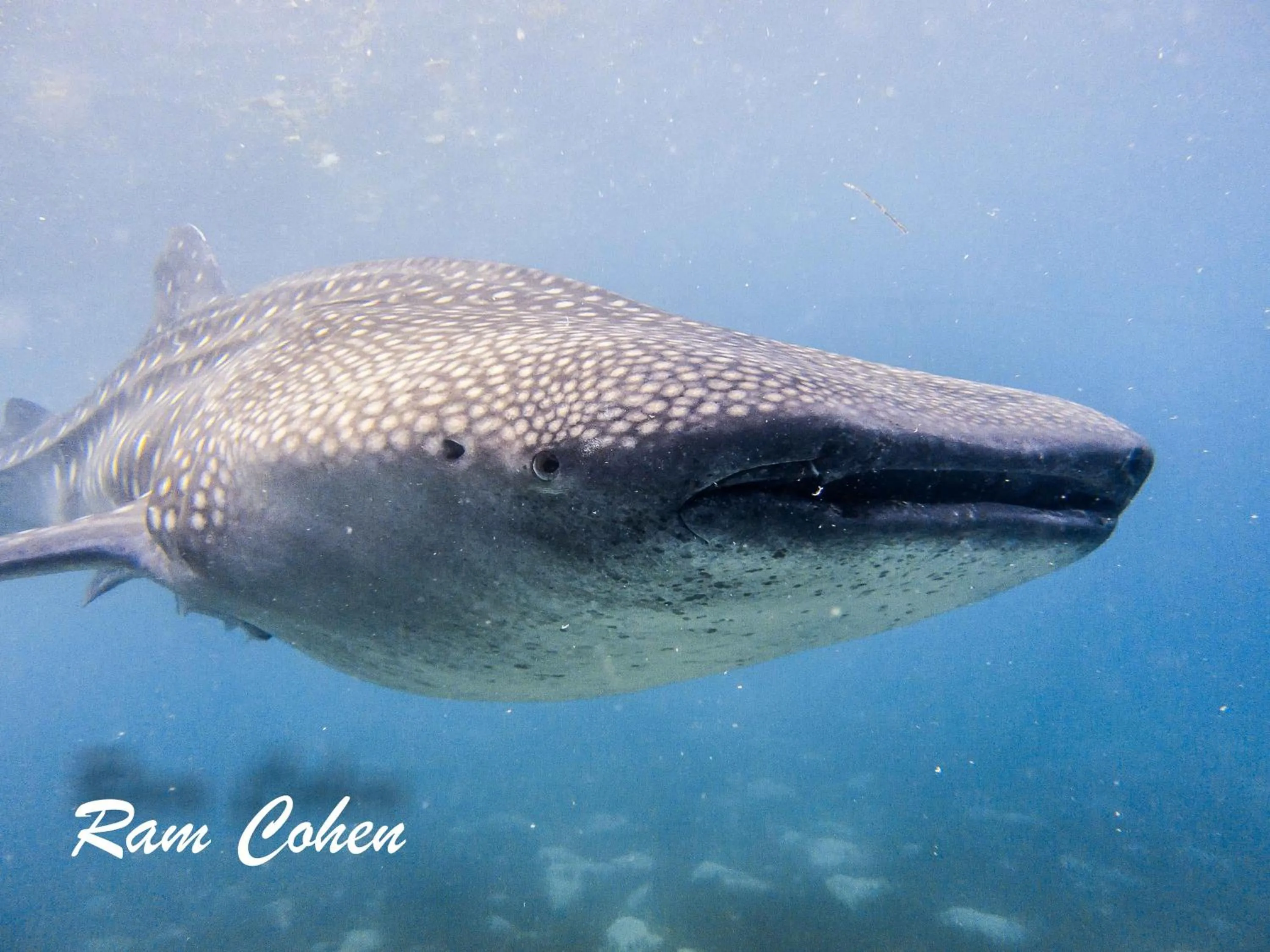 Snorkeling in Lavanya Beach And Dive Resort
