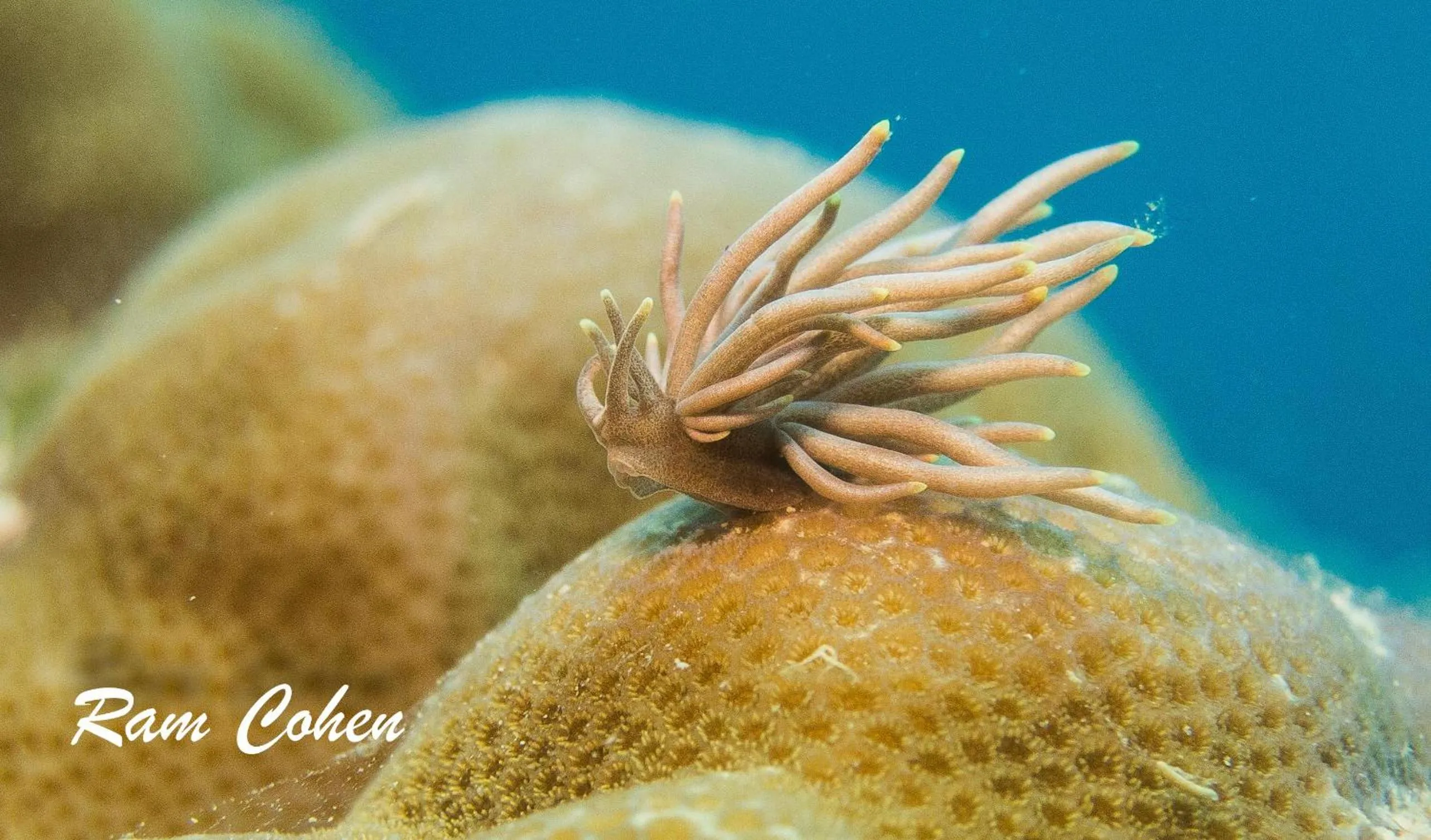 Diving in Lavanya Beach And Dive Resort