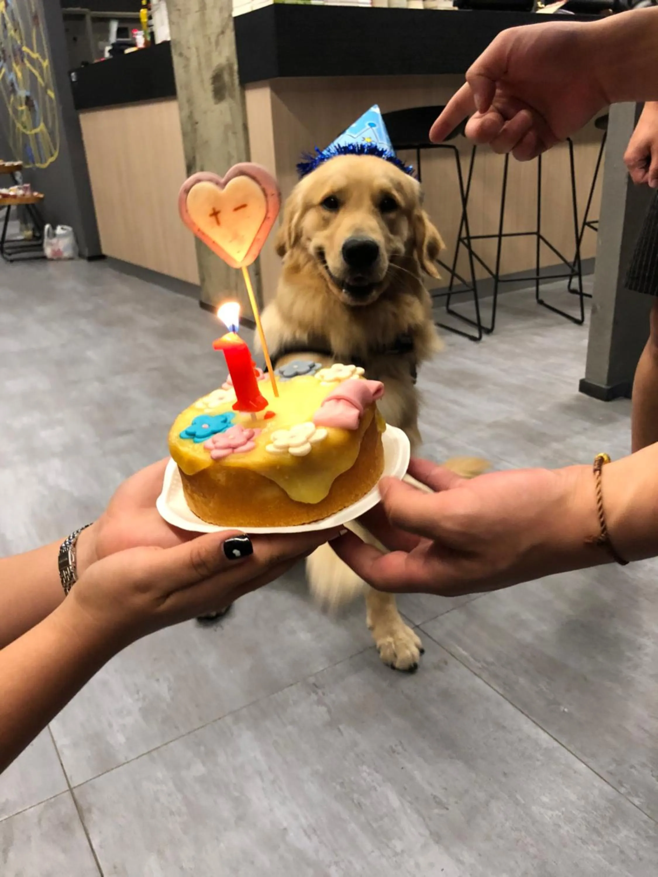 Animals in Chengdu Desti Youth Park Hostel Chunxi Road