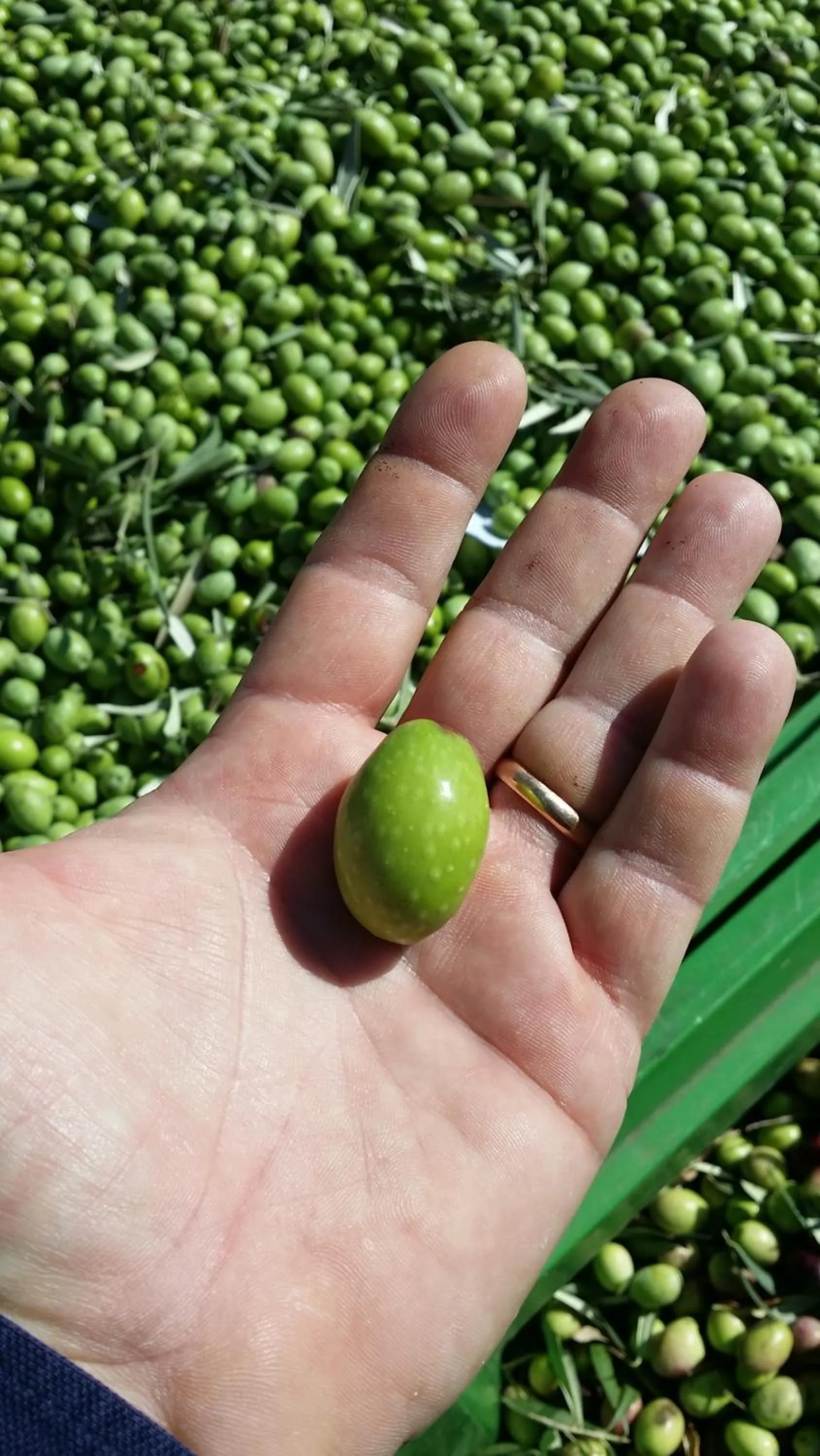 Animals in Masseria Case Damma