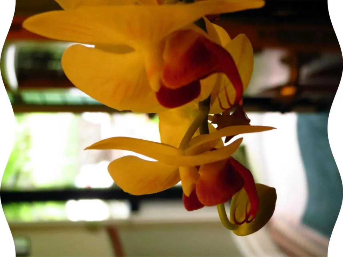 Other, Drinks in Laurel Cottage