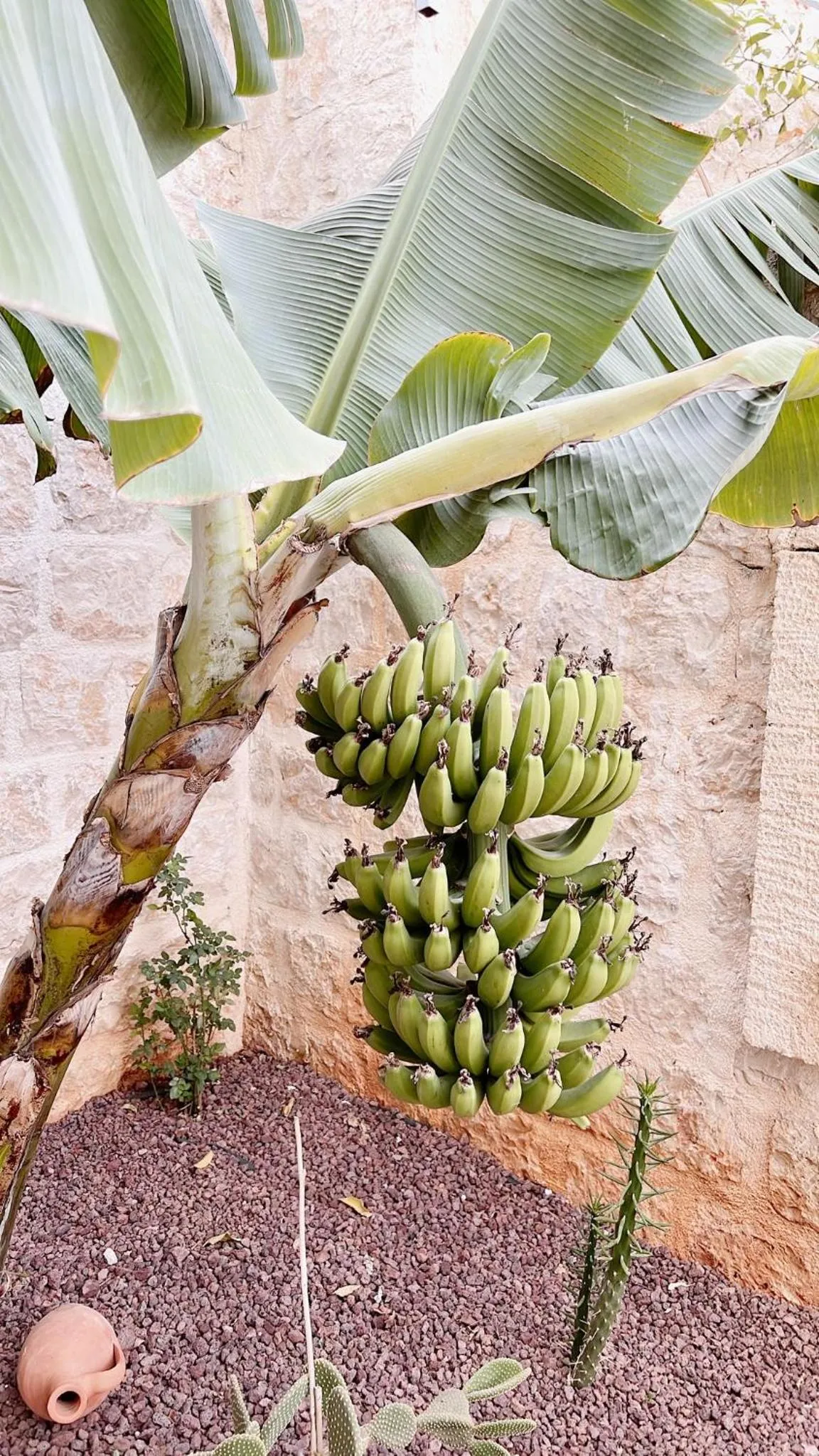 Garden in Luvi Kaş Otel - Adults Only (+16)