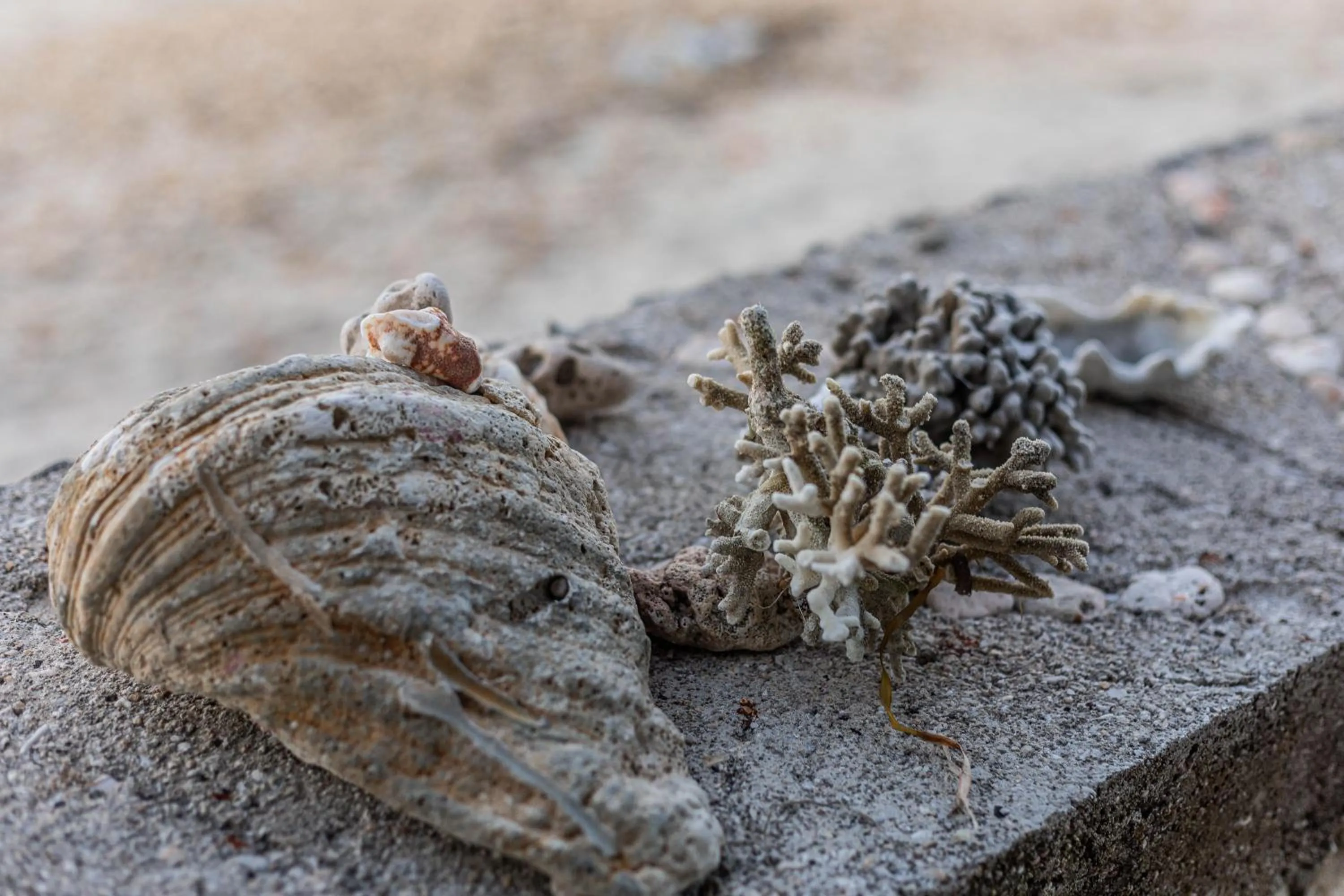 View (from property/room) in Swan Beach Inn