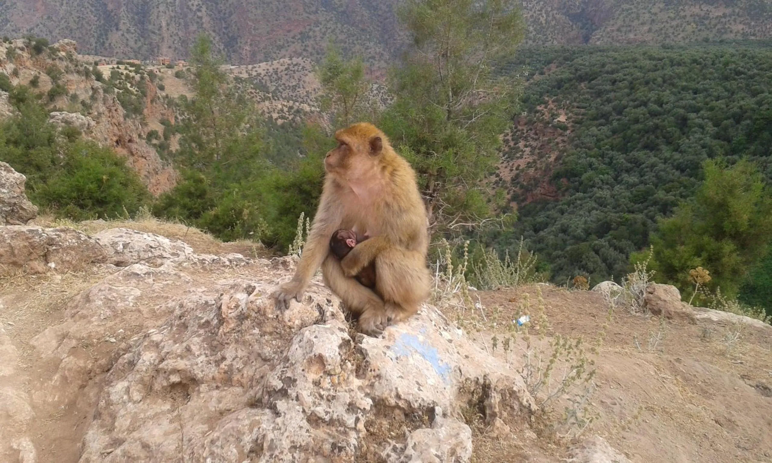 Area and facilities in Riad Cascades d'Ouzoud