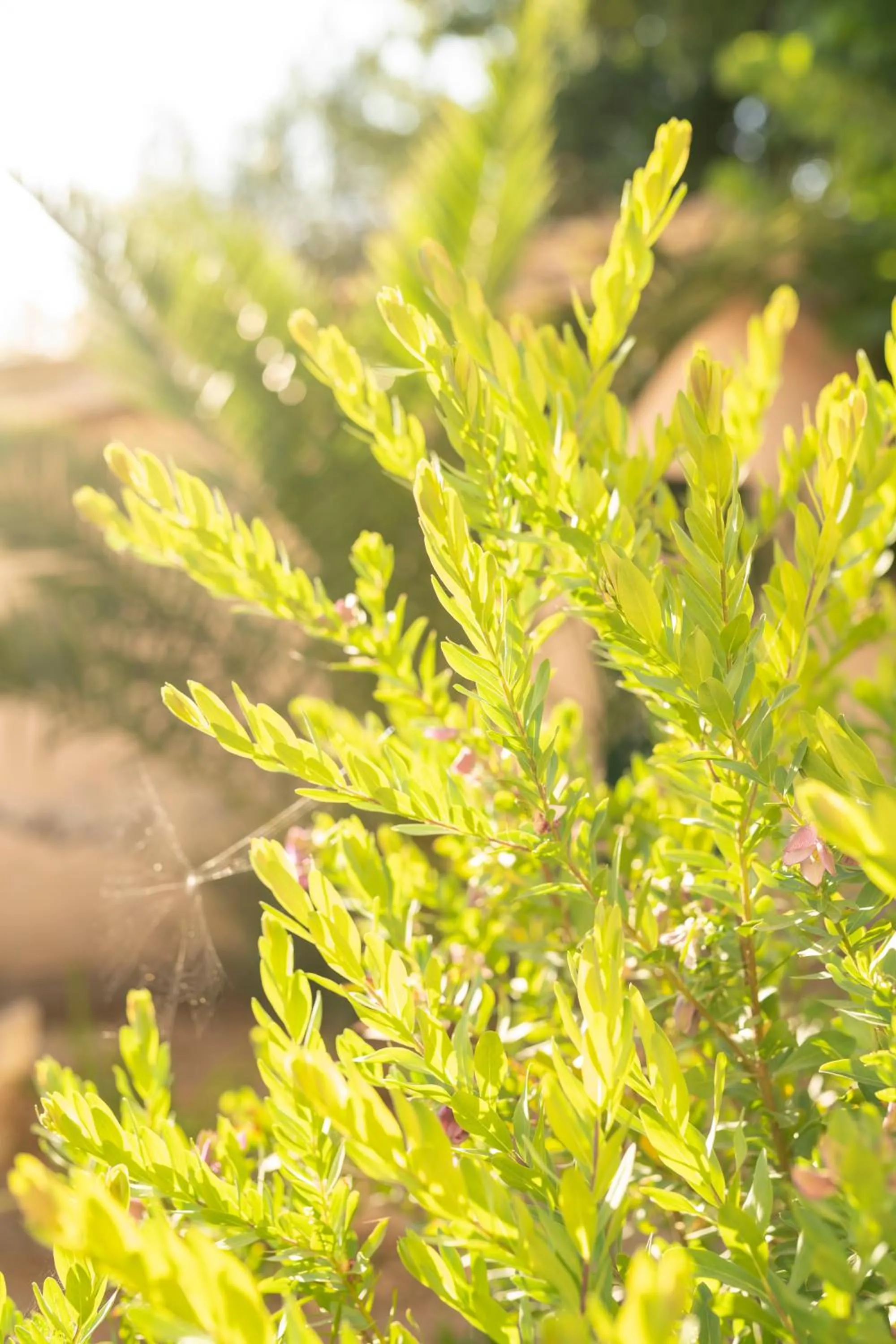 Garden in Villa il Turro