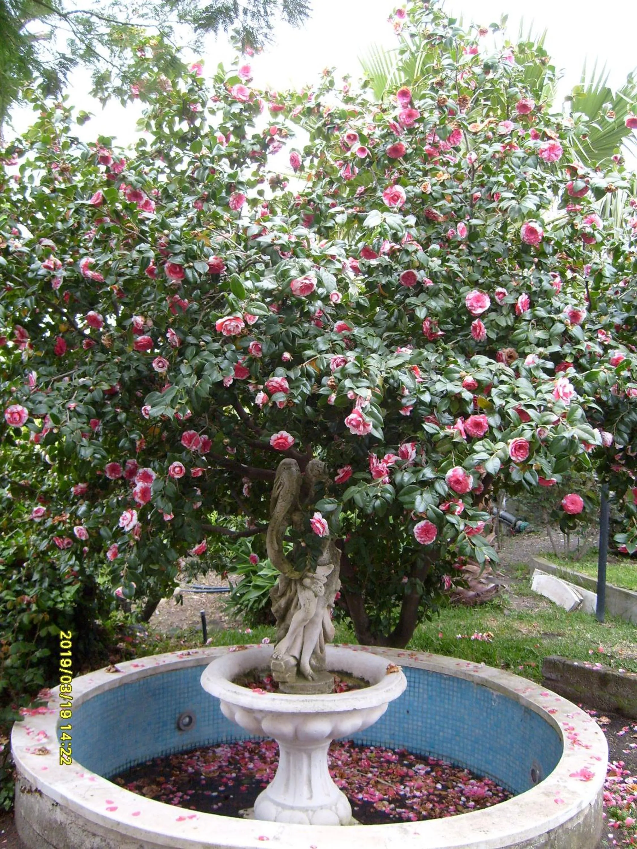 Garden in IL Ciliegio Dell 'Etna