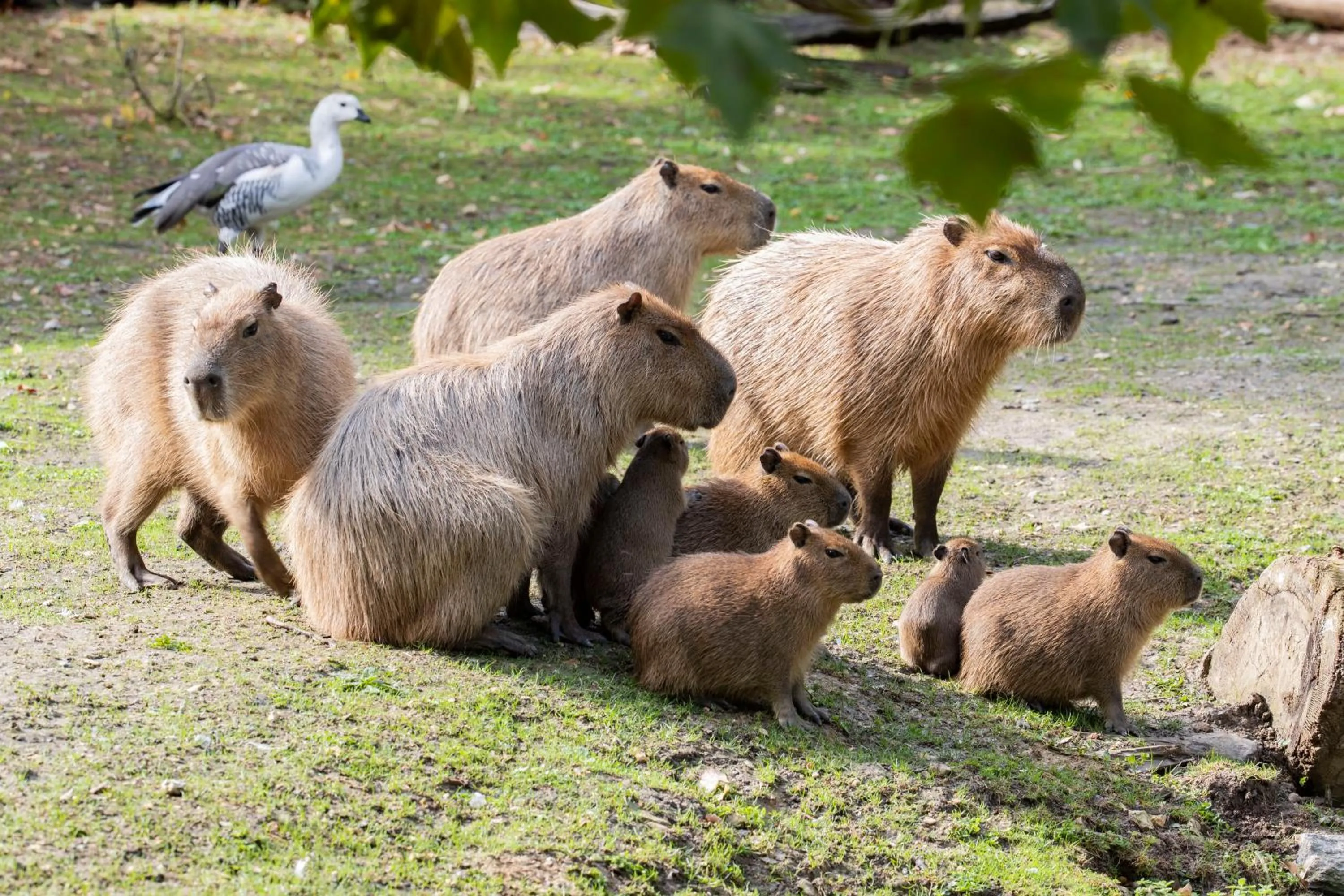 Grand Hôtel Saint-Aignan