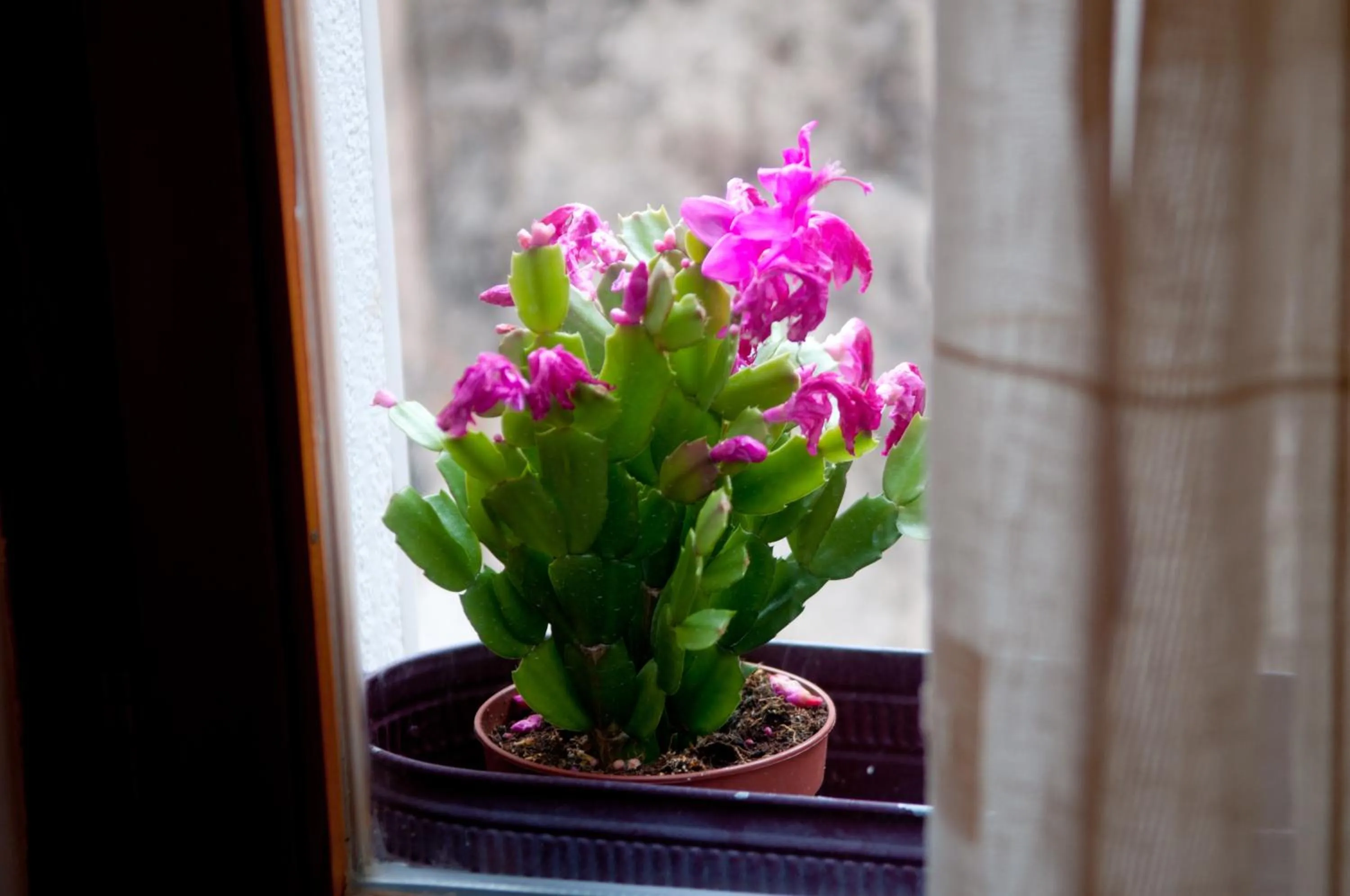 View (from property/room) in Apartments Salvezani