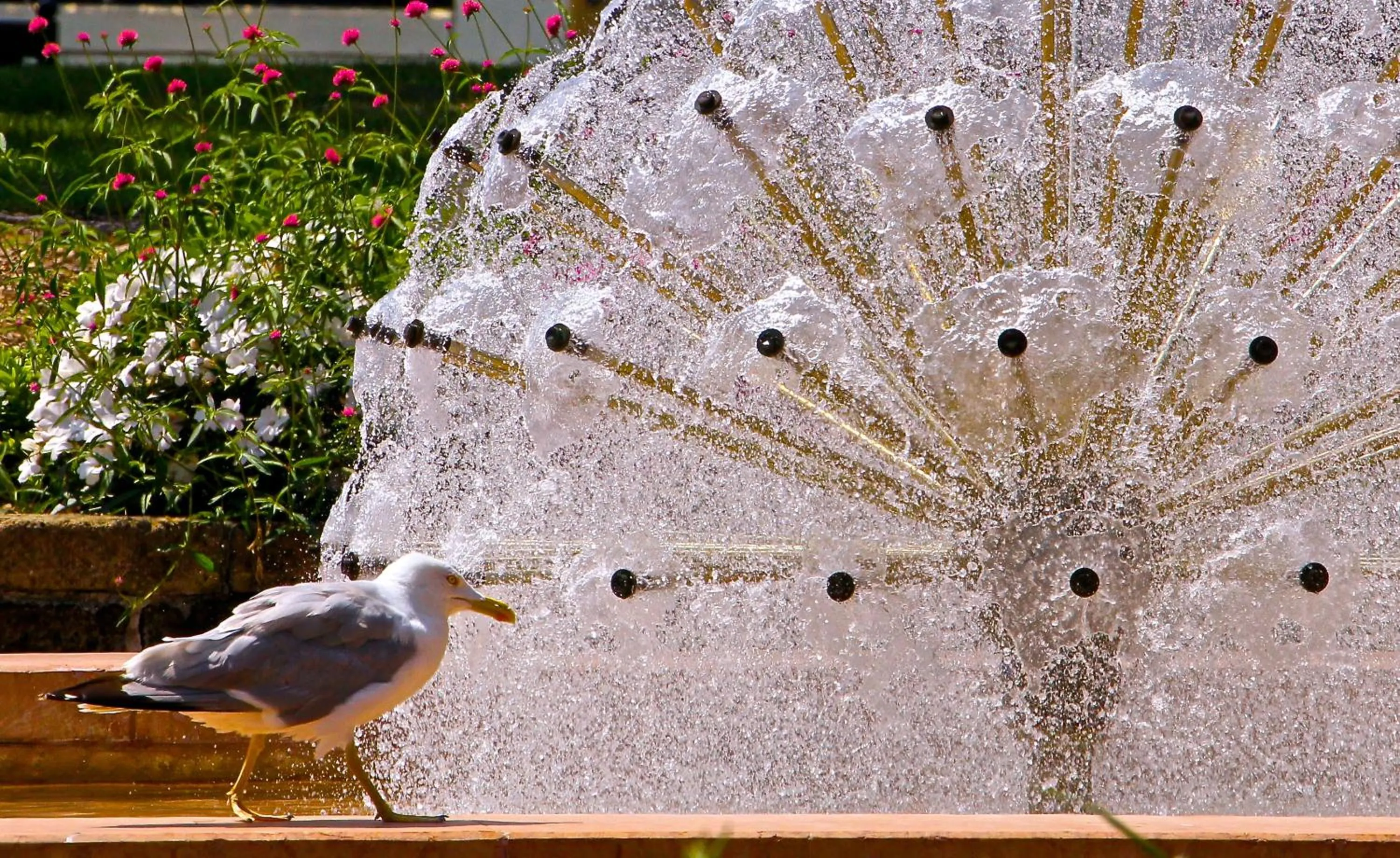 Natural landscape in Hotel Eldorado, Depandance & Apartments