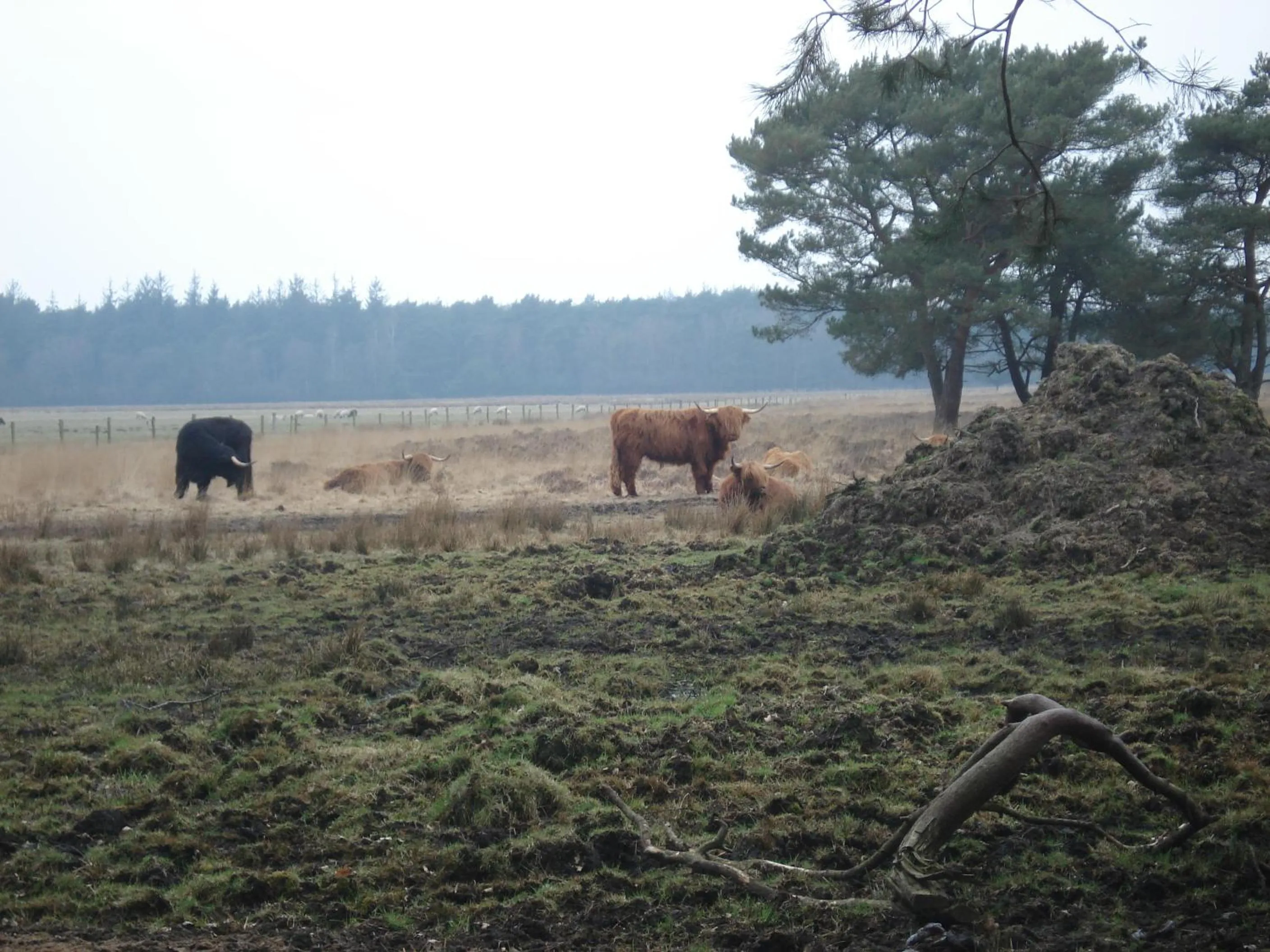 Animals in B&B De Eikenhorst