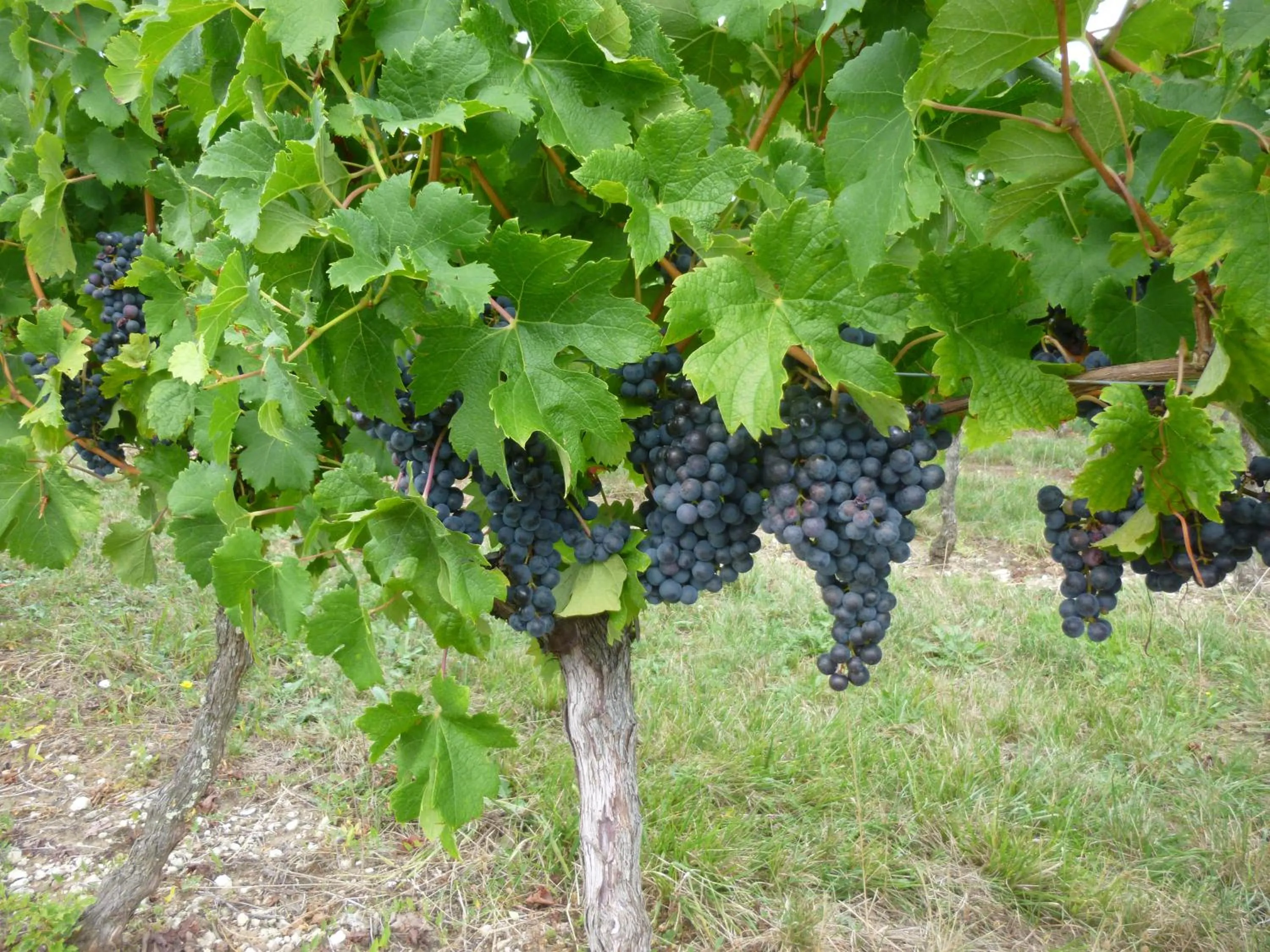 Activities in Le Cerisier